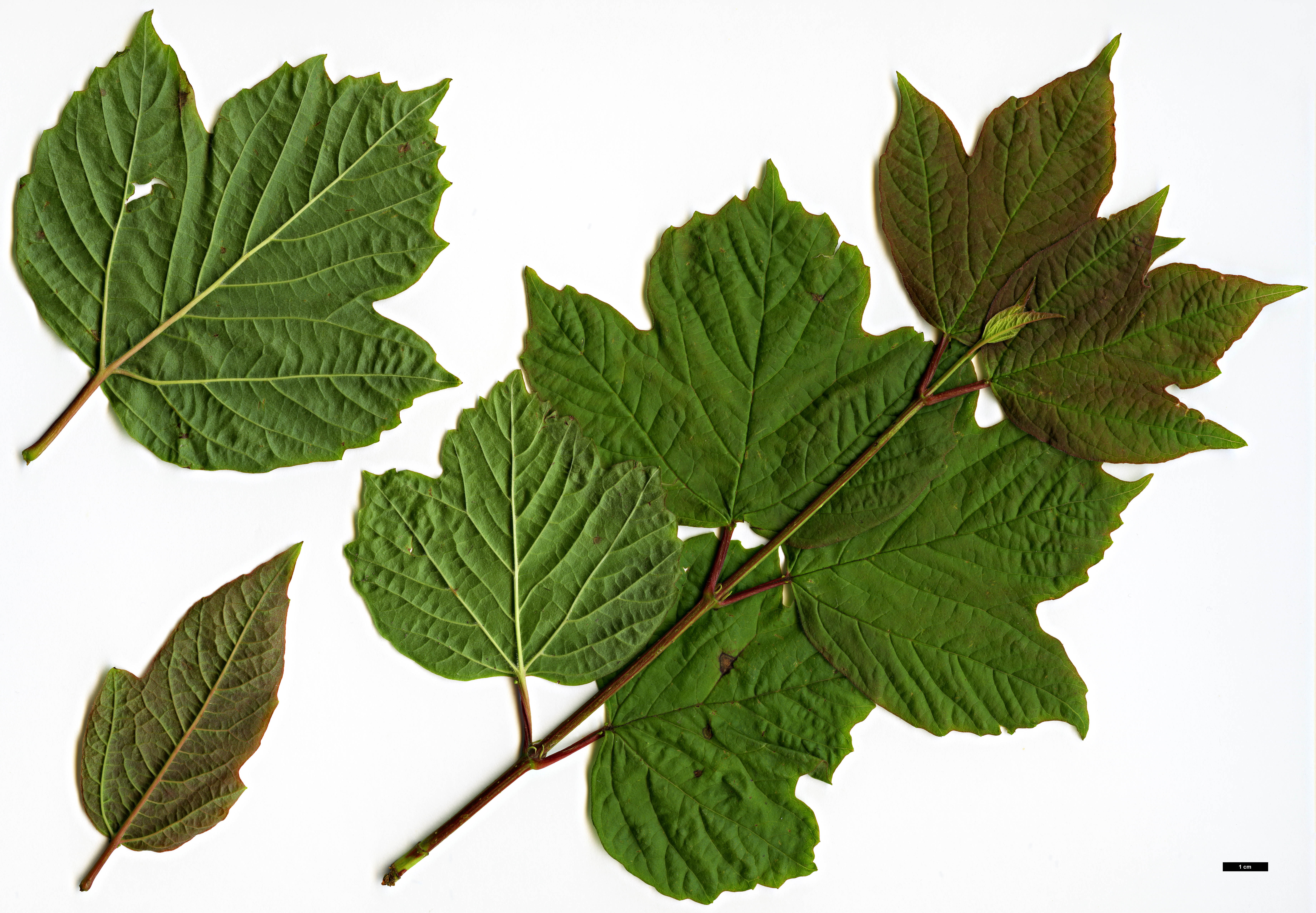 High resolution image: Family: Adoxaceae - Genus: Viburnum - Taxon: edule