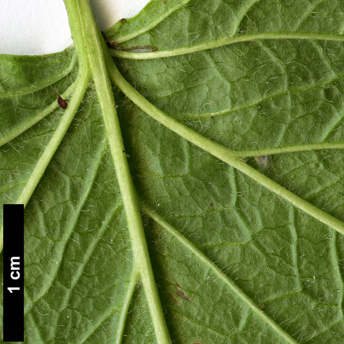 High resolution image: Family: Adoxaceae - Genus: Viburnum - Taxon: edule