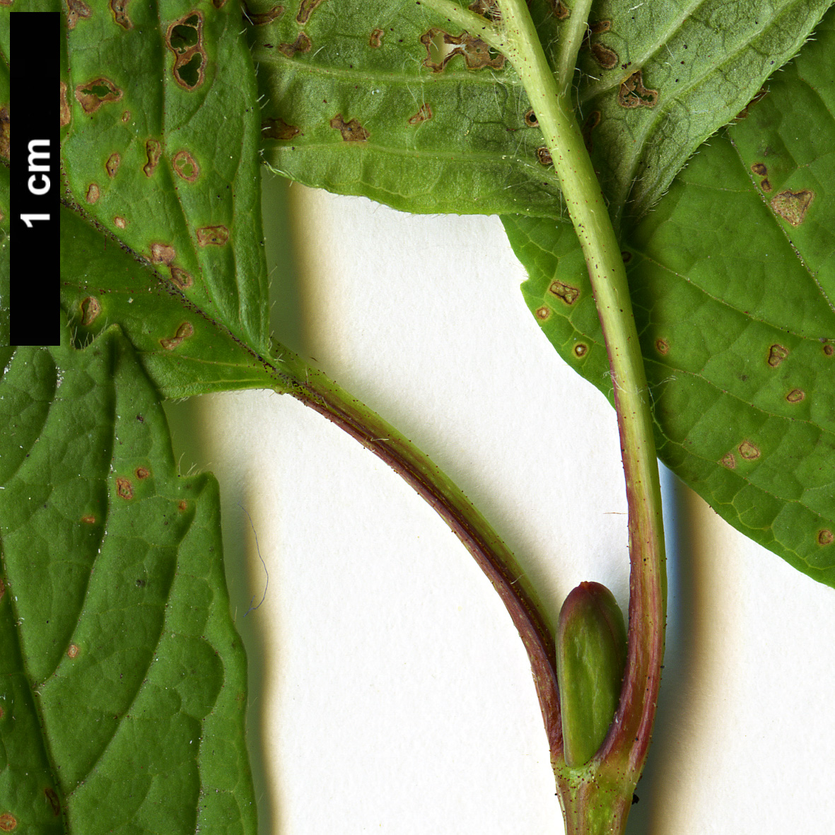 High resolution image: Family: Adoxaceae - Genus: Viburnum - Taxon: edule