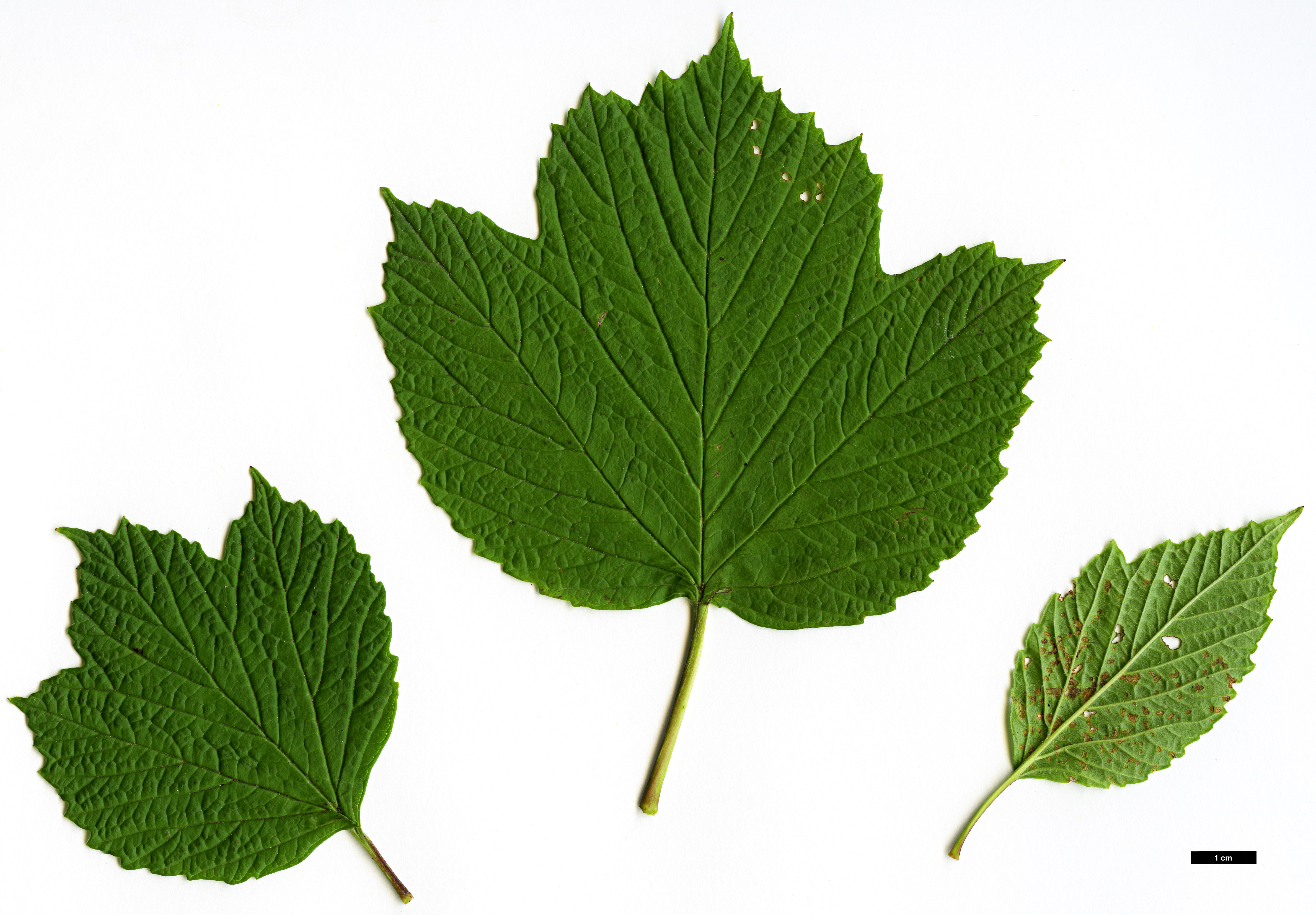 High resolution image: Family: Adoxaceae - Genus: Viburnum - Taxon: edule