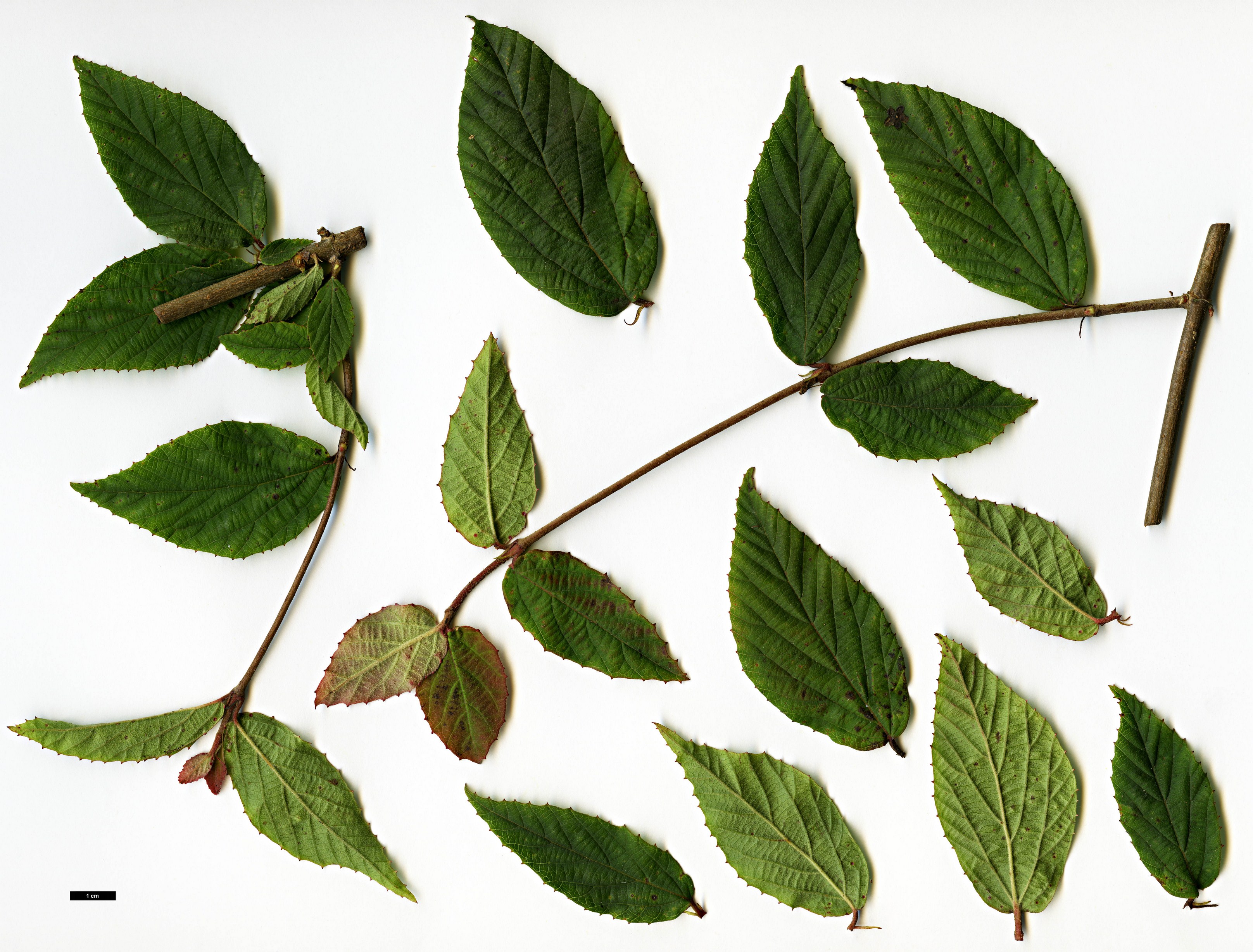 High resolution image: Family: Adoxaceae - Genus: Viburnum - Taxon: erosum