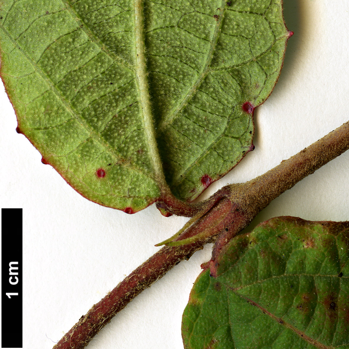 High resolution image: Family: Adoxaceae - Genus: Viburnum - Taxon: erosum