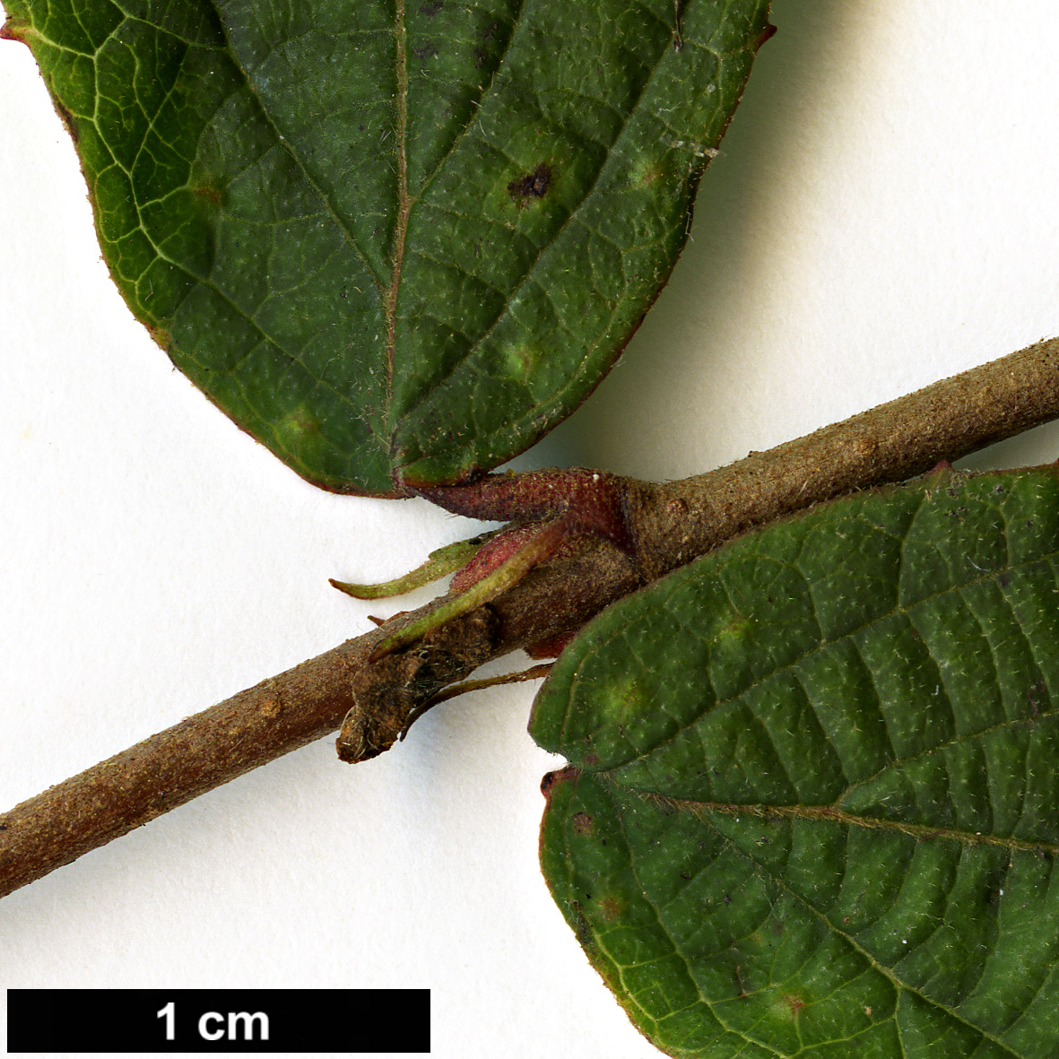 High resolution image: Family: Adoxaceae - Genus: Viburnum - Taxon: erosum