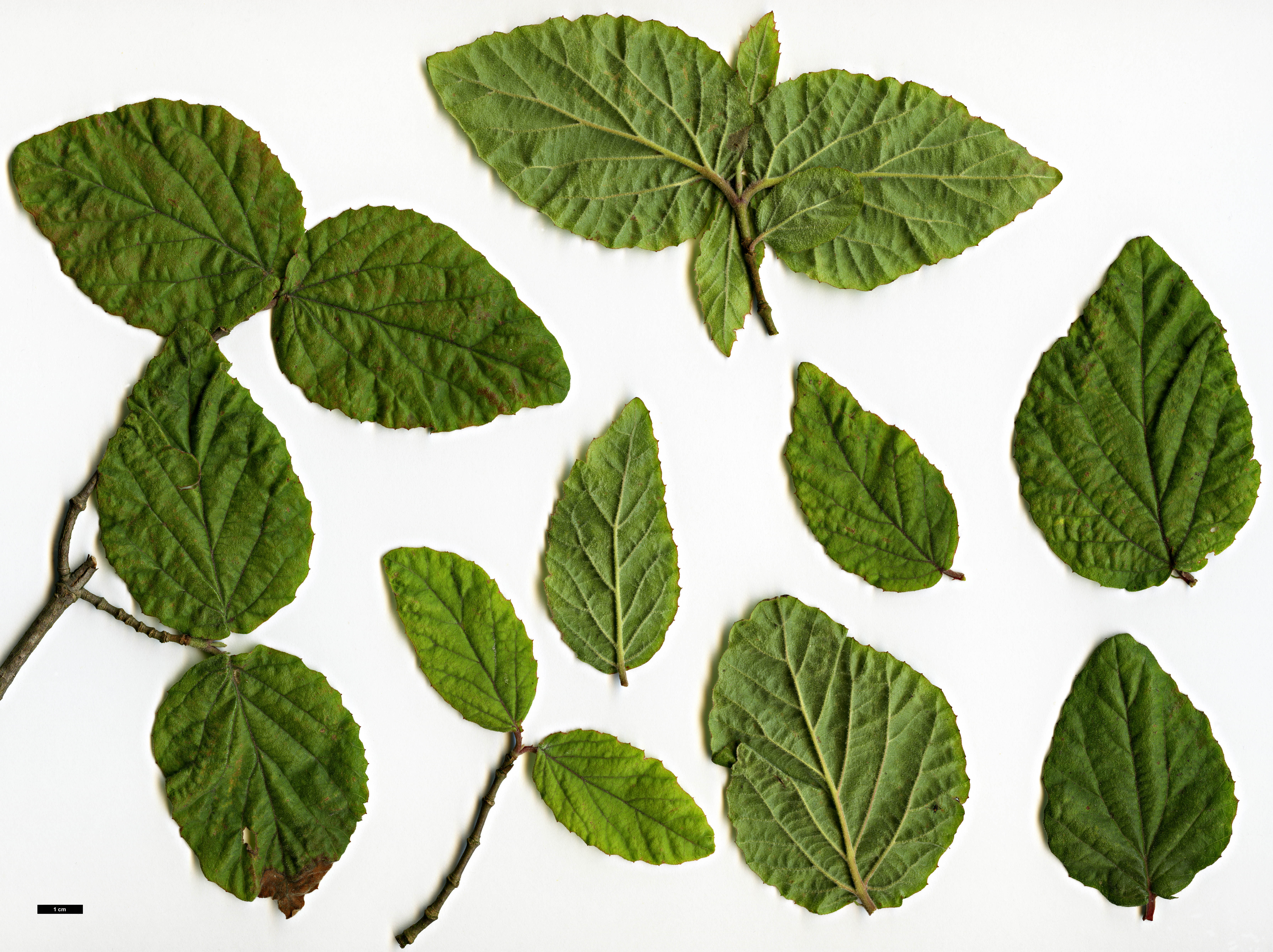 High resolution image: Family: Adoxaceae - Genus: Viburnum - Taxon: erosum