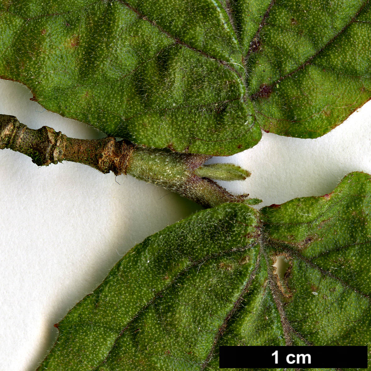 High resolution image: Family: Adoxaceae - Genus: Viburnum - Taxon: erosum