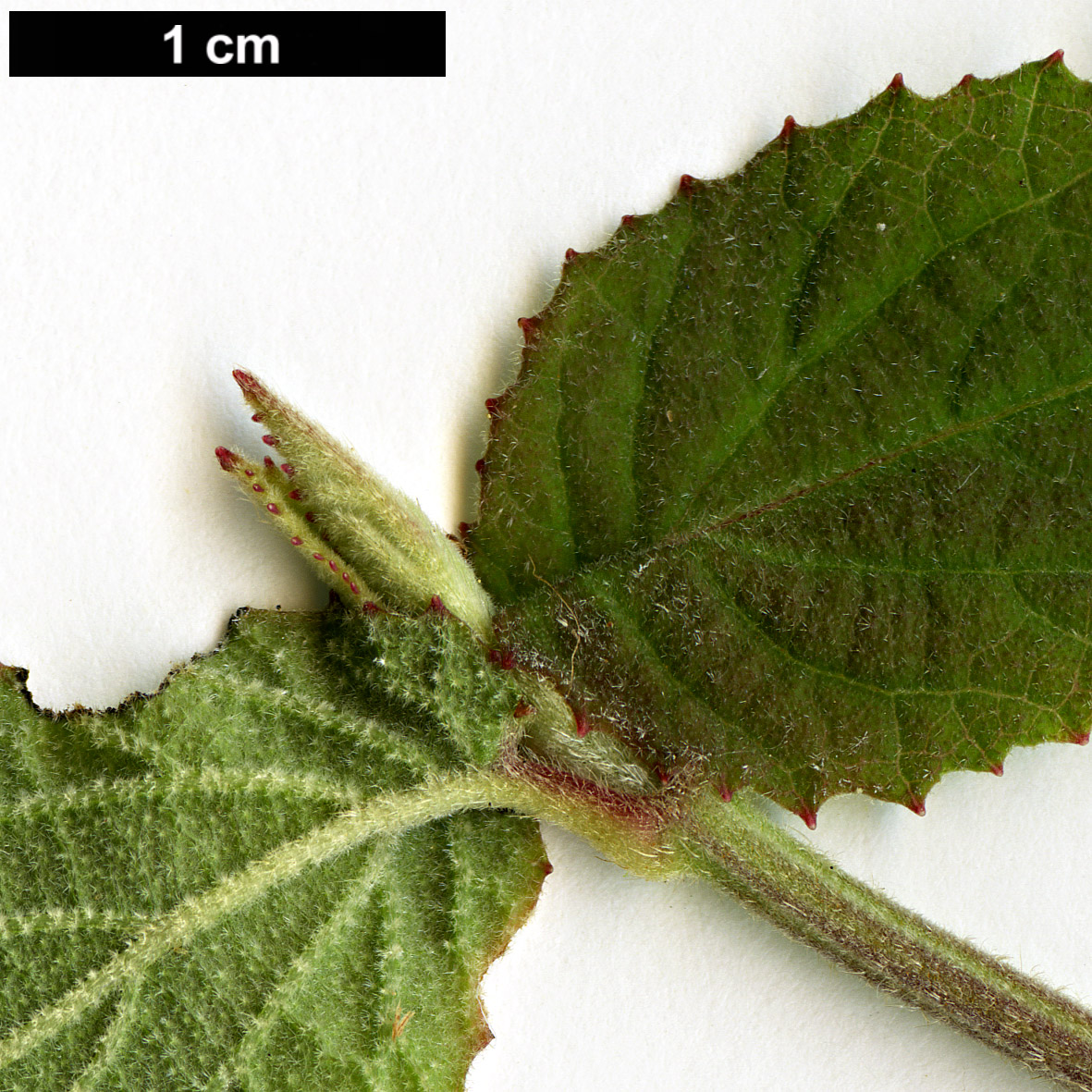 High resolution image: Family: Adoxaceae - Genus: Viburnum - Taxon: erosum