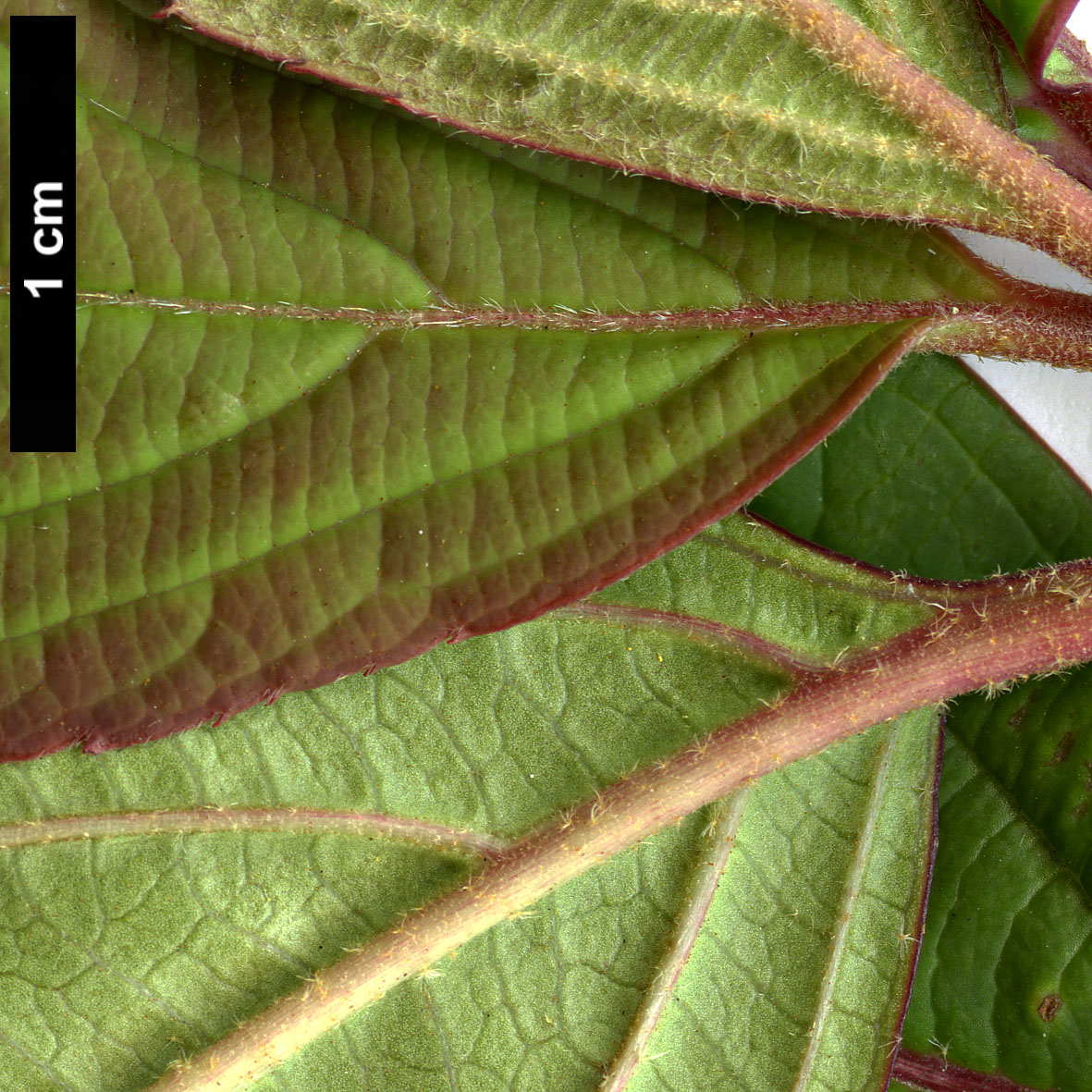 High resolution image: Family: Adoxaceae - Genus: Viburnum - Taxon: erubescens