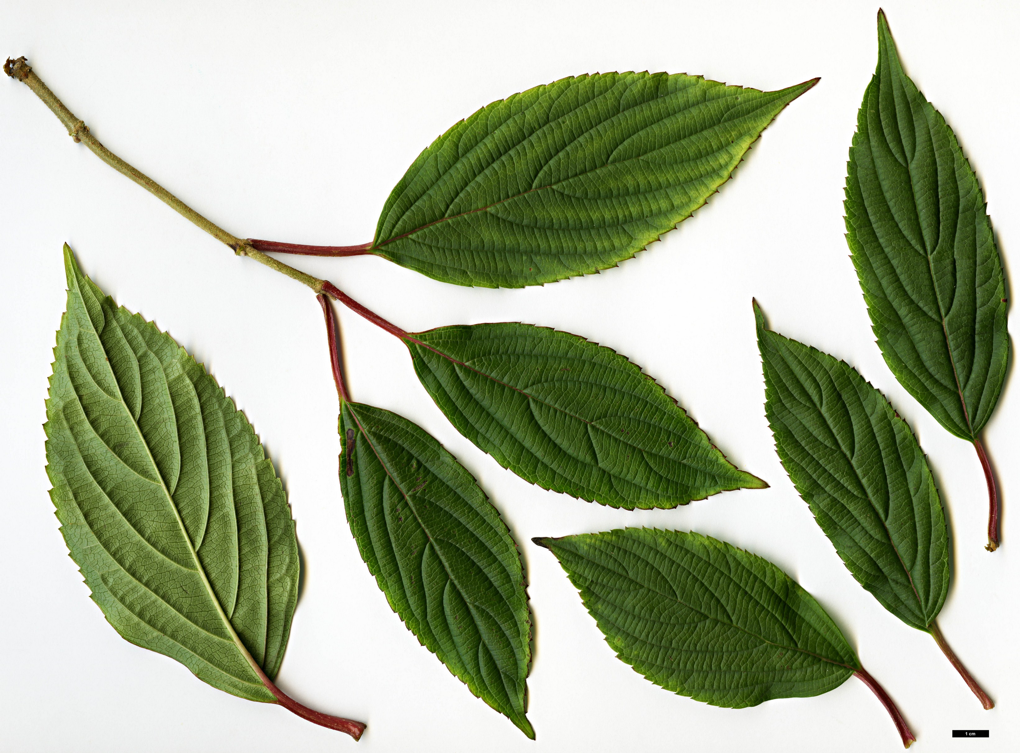 High resolution image: Family: Adoxaceae - Genus: Viburnum - Taxon: erubescens