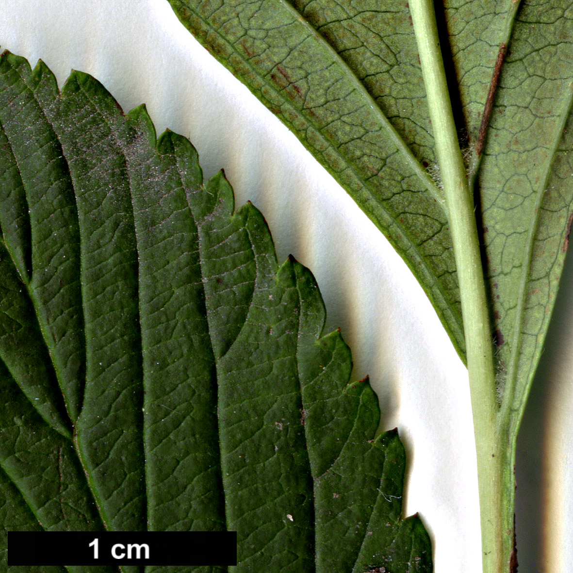 High resolution image: Family: Adoxaceae - Genus: Viburnum - Taxon: farreri