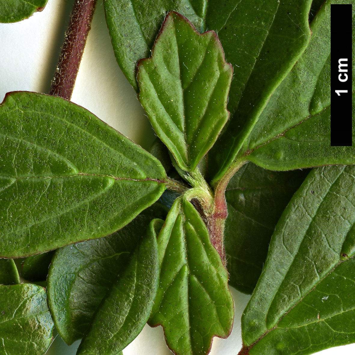 High resolution image: Family: Adoxaceae - Genus: Viburnum - Taxon: foetidum