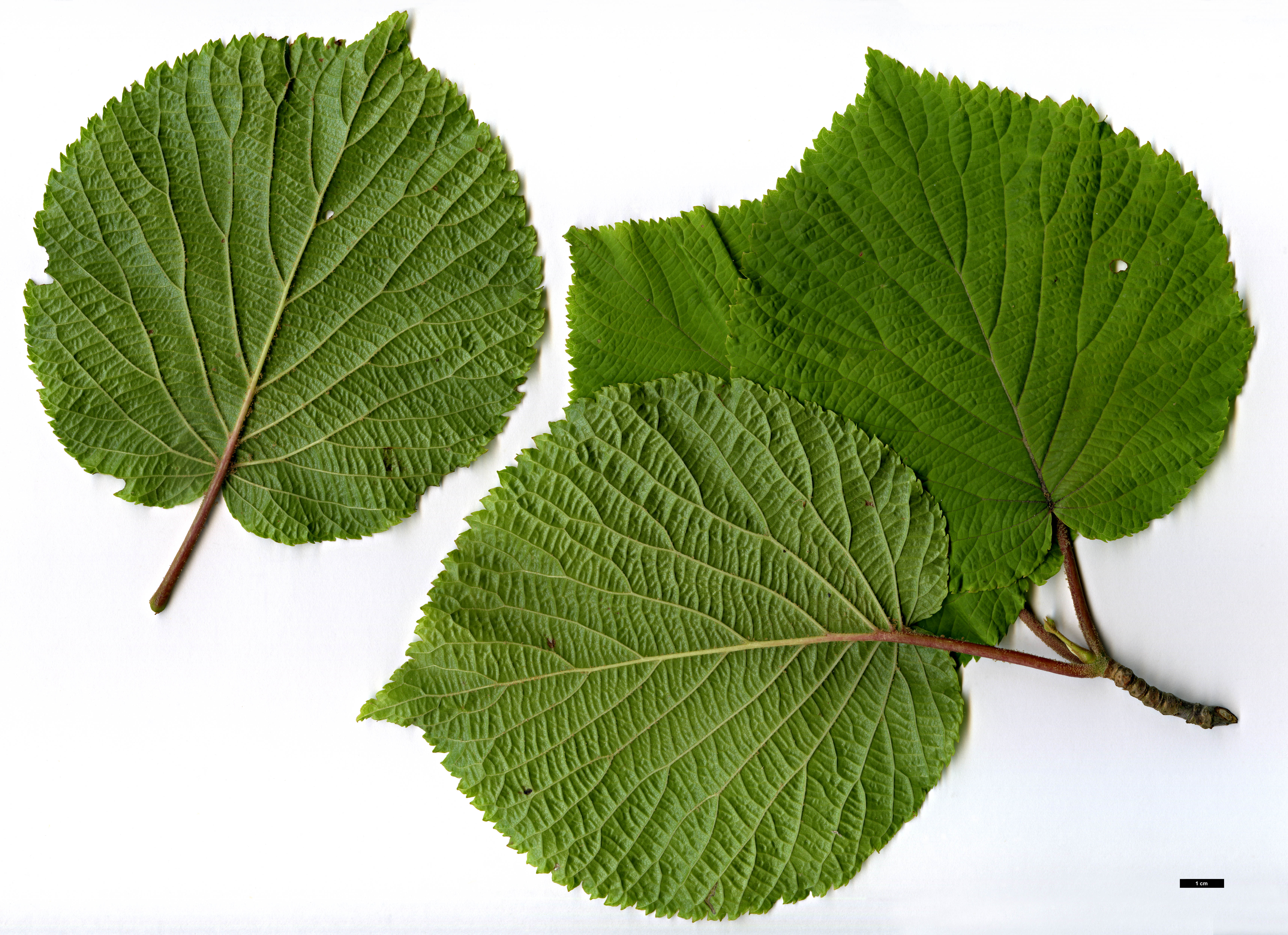 High resolution image: Family: Adoxaceae - Genus: Viburnum - Taxon: furcatum