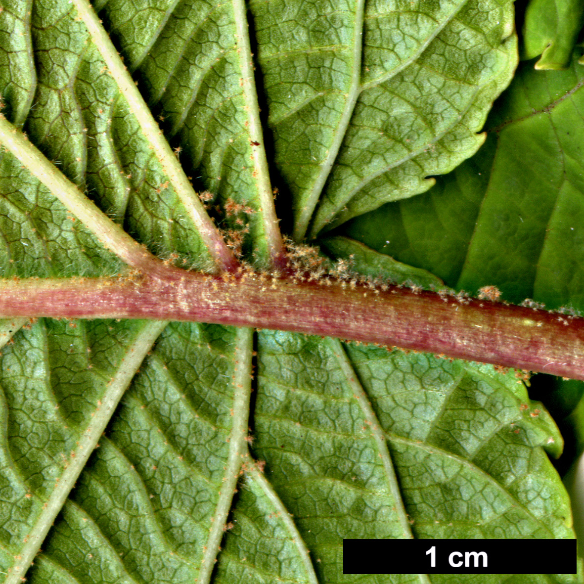 High resolution image: Family: Adoxaceae - Genus: Viburnum - Taxon: furcatum