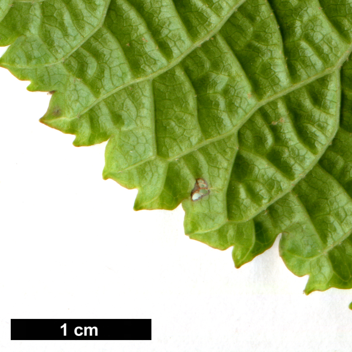 High resolution image: Family: Adoxaceae - Genus: Viburnum - Taxon: furcatum