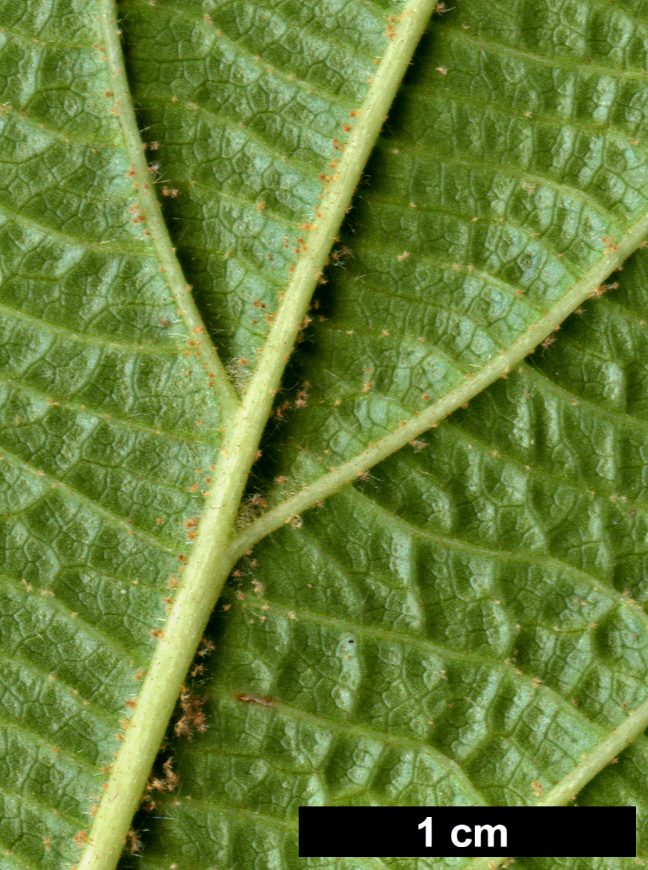 High resolution image: Family: Adoxaceae - Genus: Viburnum - Taxon: furcatum