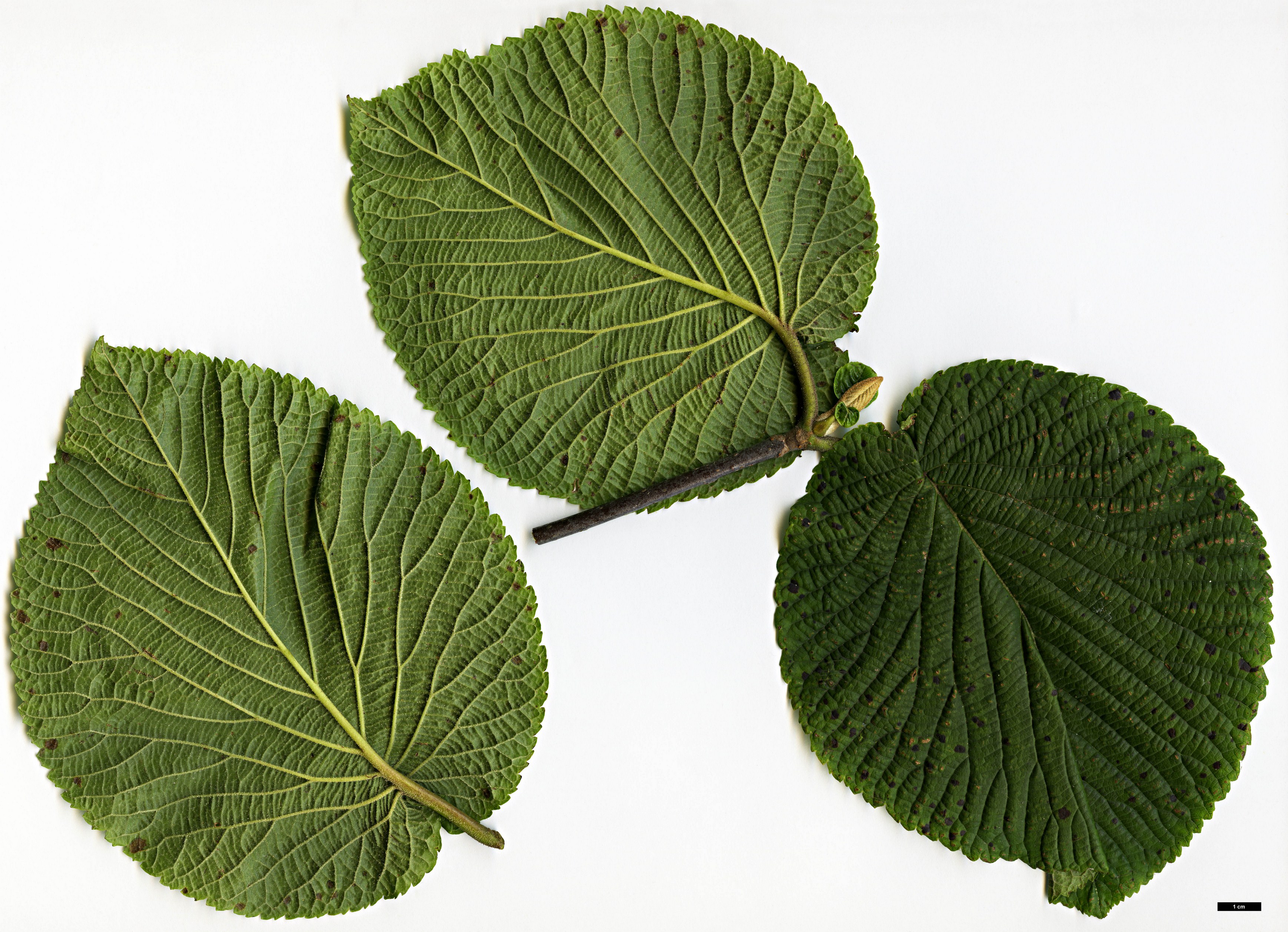 High resolution image: Family: Adoxaceae - Genus: Viburnum - Taxon: furcatum