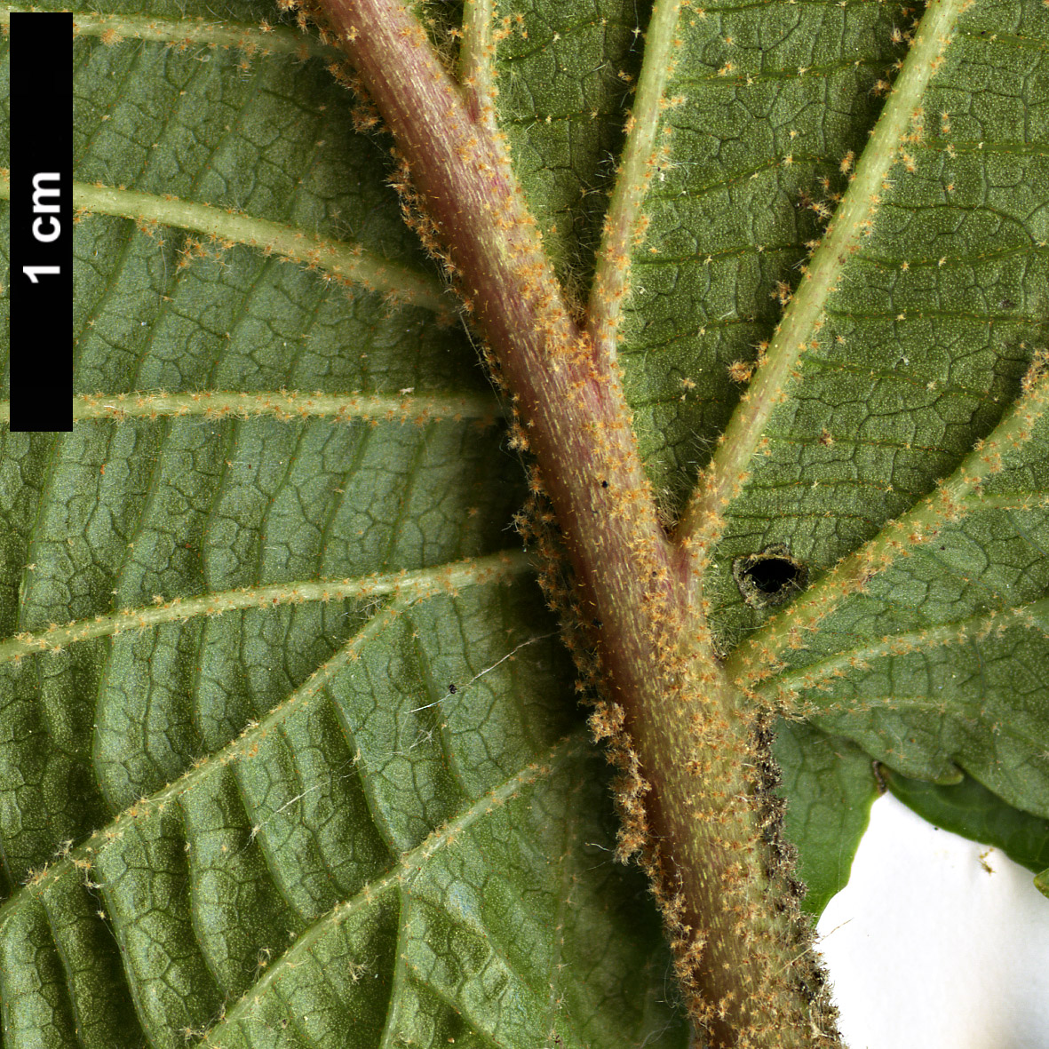 High resolution image: Family: Adoxaceae - Genus: Viburnum - Taxon: furcatum