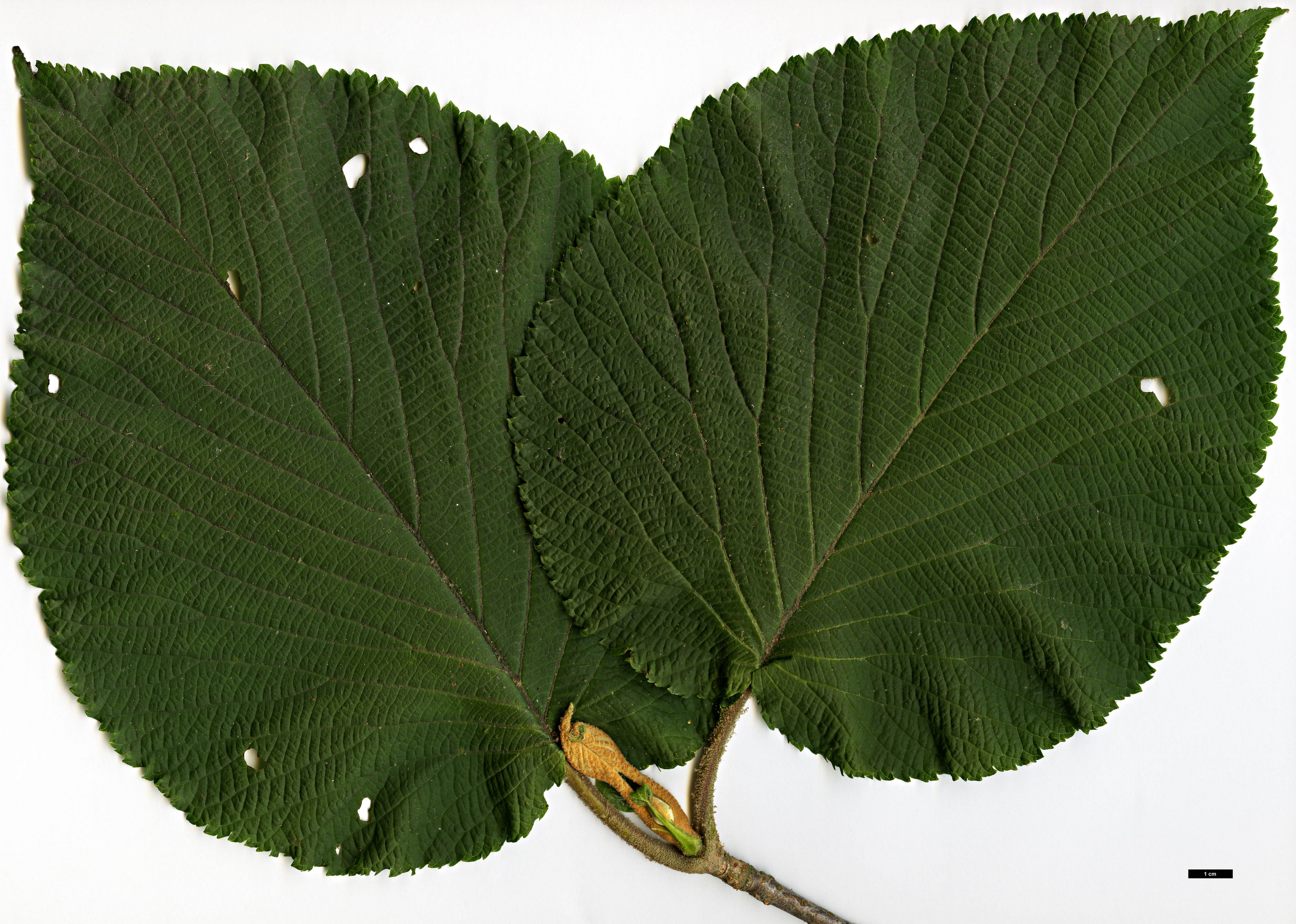 High resolution image: Family: Adoxaceae - Genus: Viburnum - Taxon: furcatum