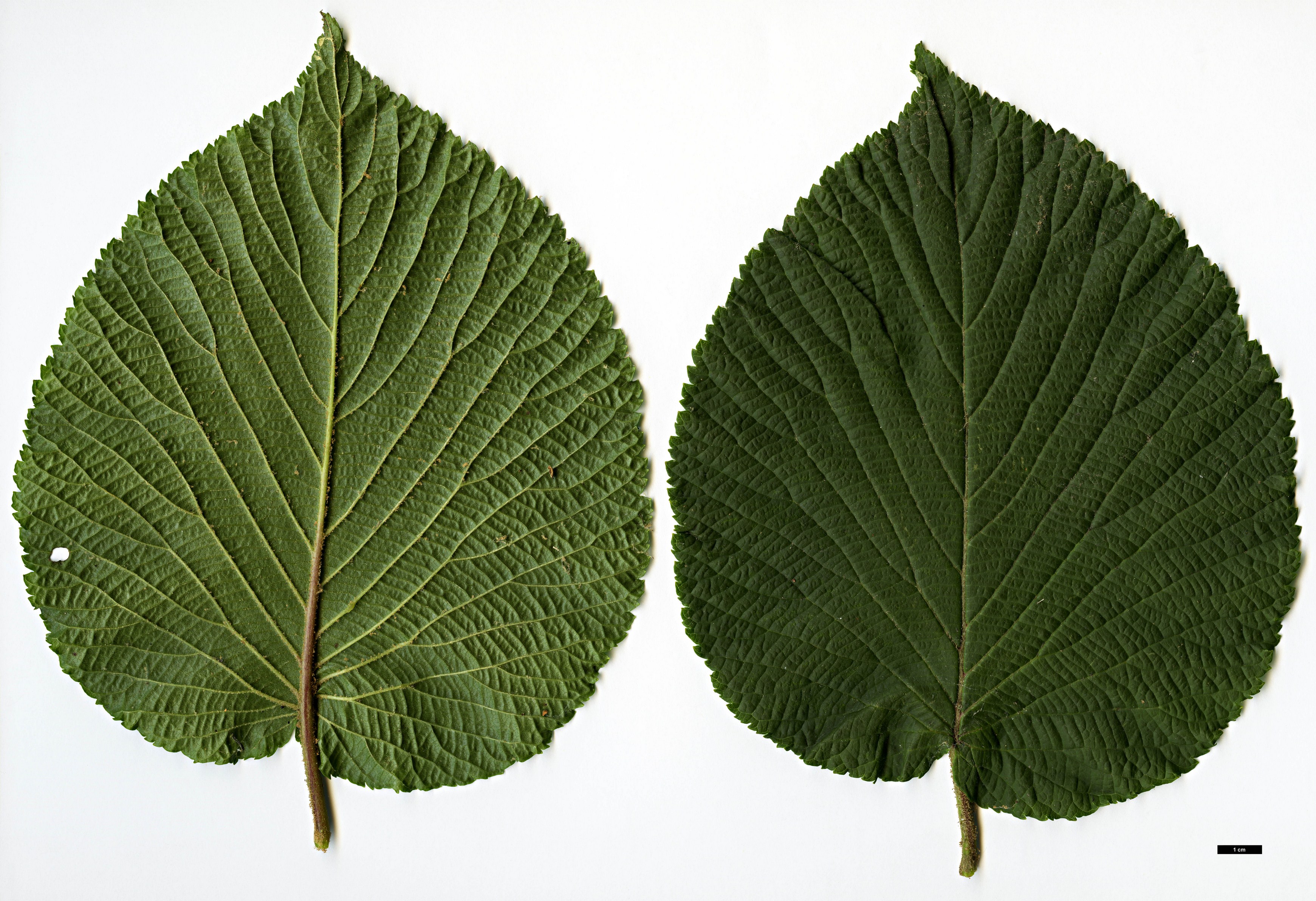 High resolution image: Family: Adoxaceae - Genus: Viburnum - Taxon: furcatum