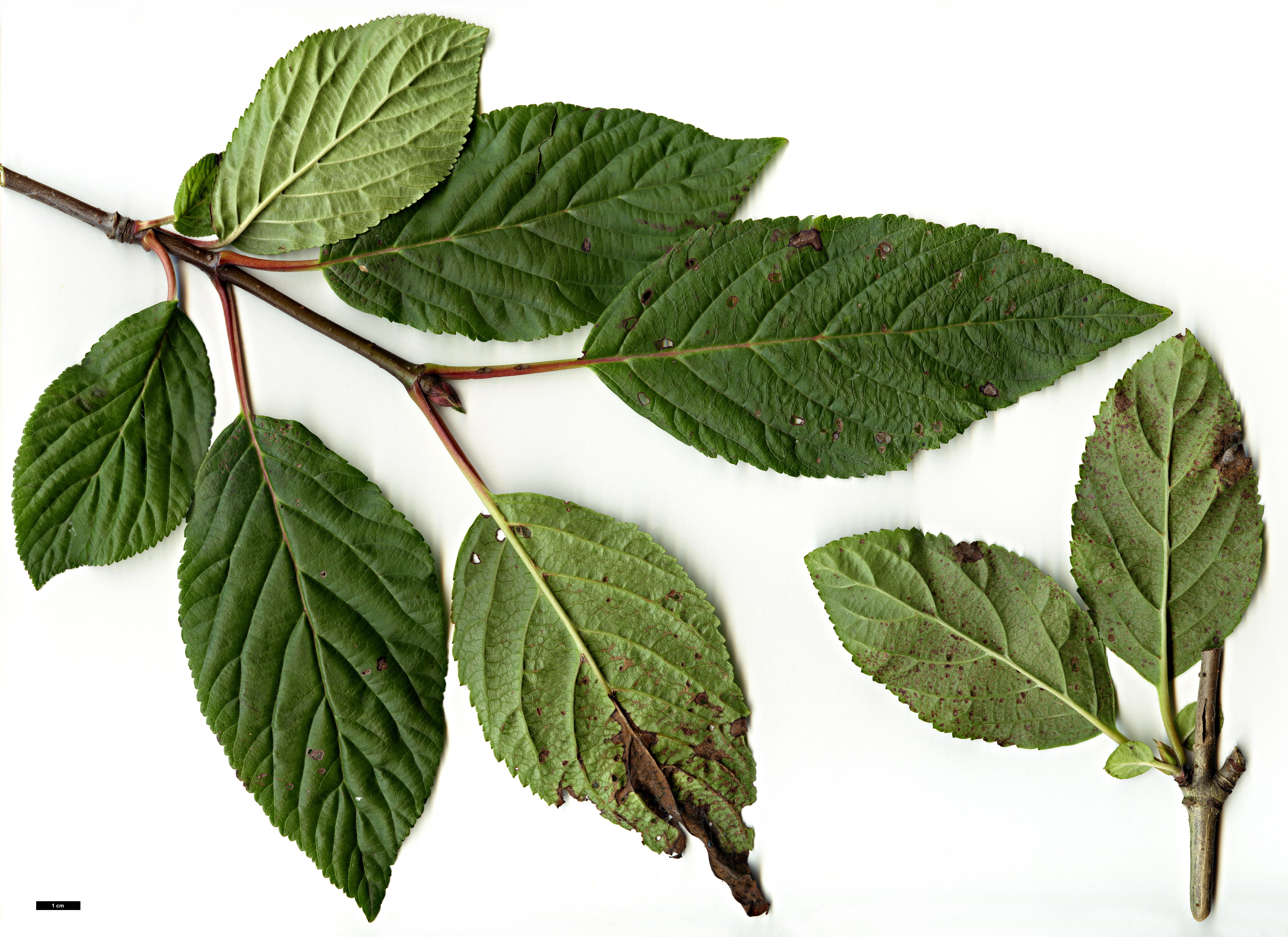 High resolution image: Family: Adoxaceae - Genus: Viburnum - Taxon: grandiflorum