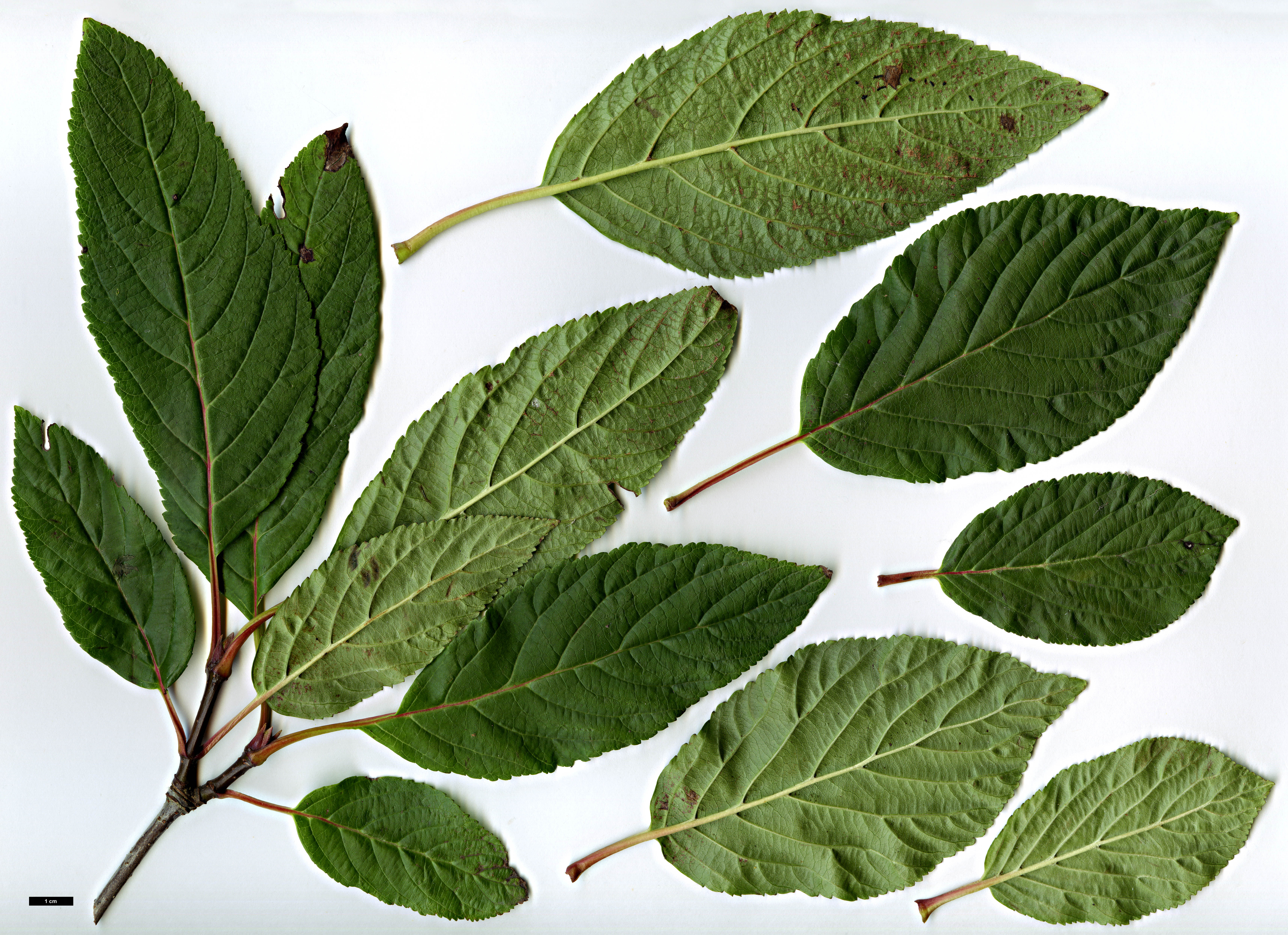 High resolution image: Family: Adoxaceae - Genus: Viburnum - Taxon: grandiflorum