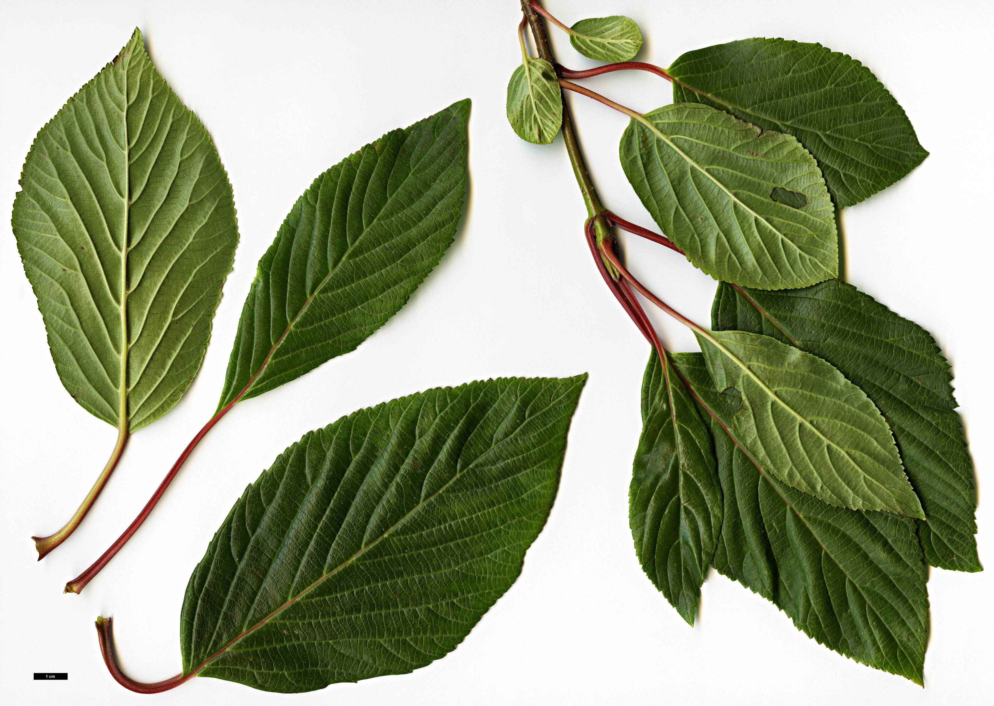 High resolution image: Family: Adoxaceae - Genus: Viburnum - Taxon: grandiflorum