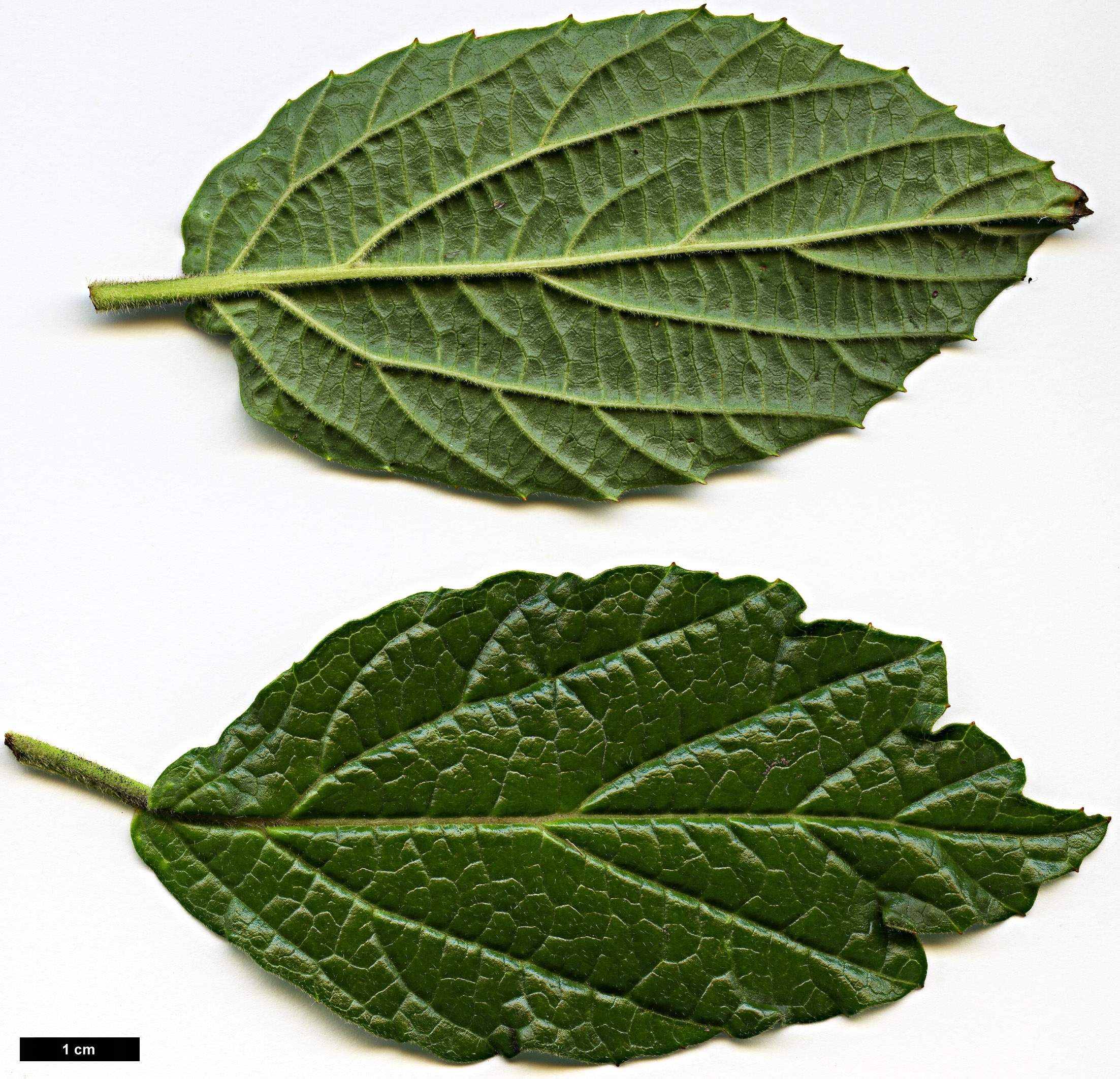 High resolution image: Family: Adoxaceae - Genus: Viburnum - Taxon: hoanglienense