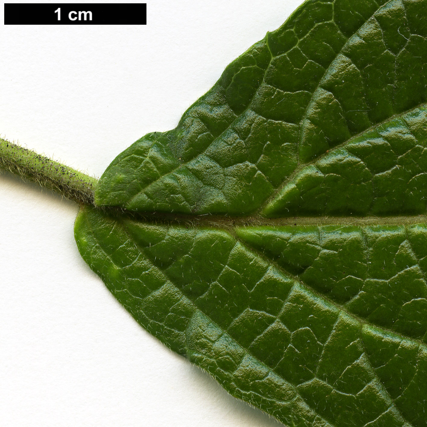 High resolution image: Family: Adoxaceae - Genus: Viburnum - Taxon: hoanglienense