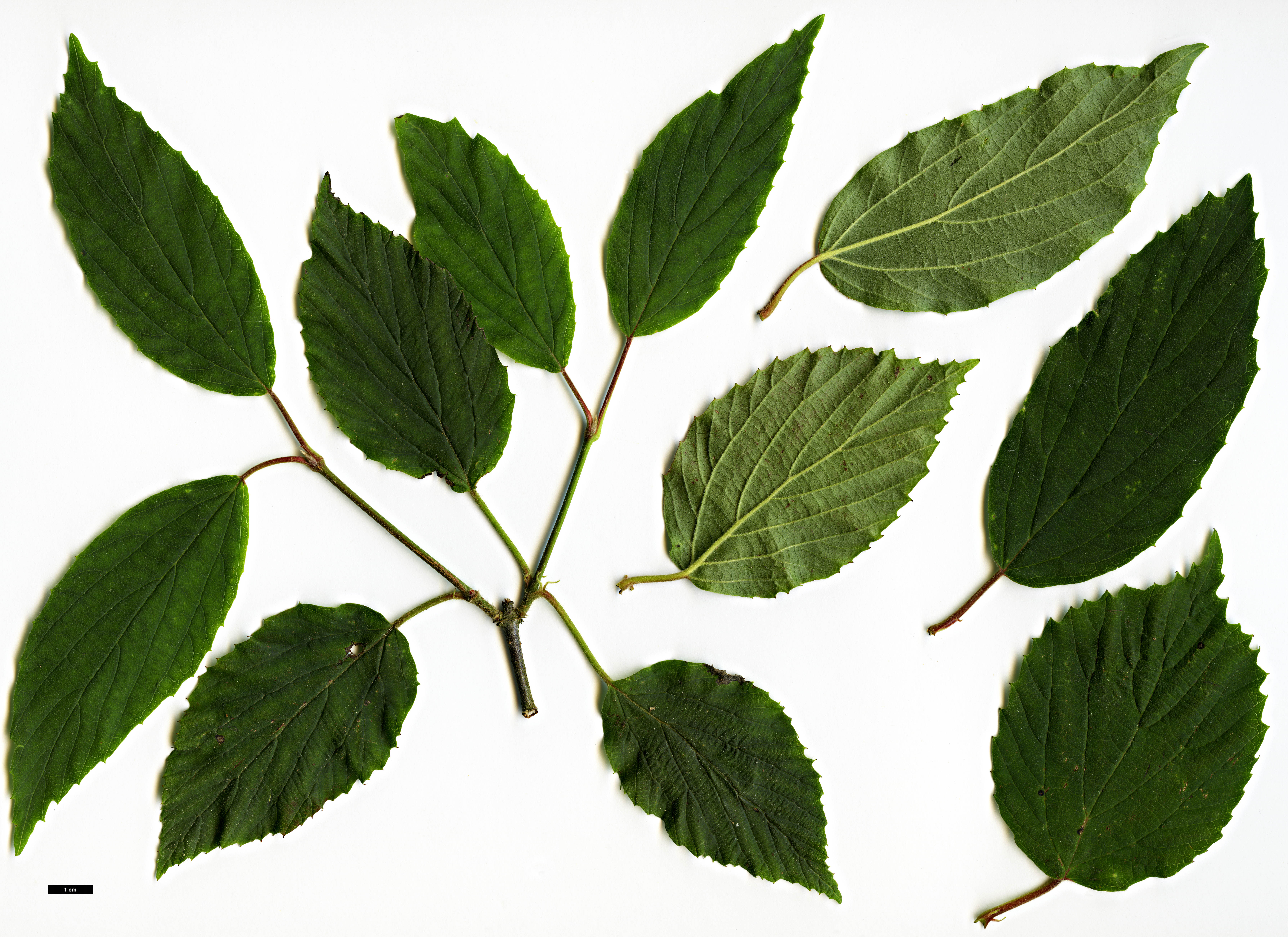 High resolution image: Family: Adoxaceae - Genus: Viburnum - Taxon: hupehense