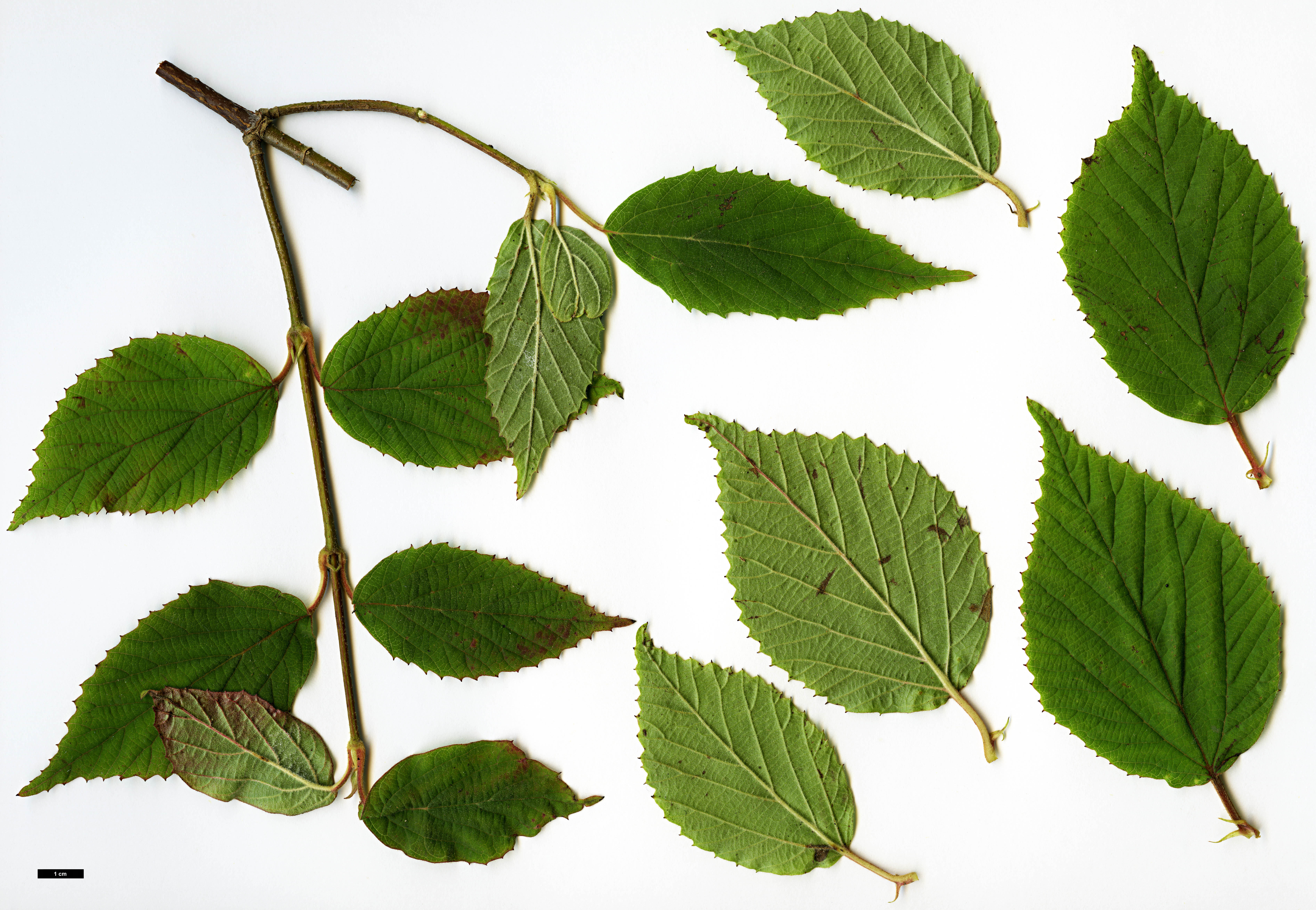 High resolution image: Family: Adoxaceae - Genus: Viburnum - Taxon: hupehense