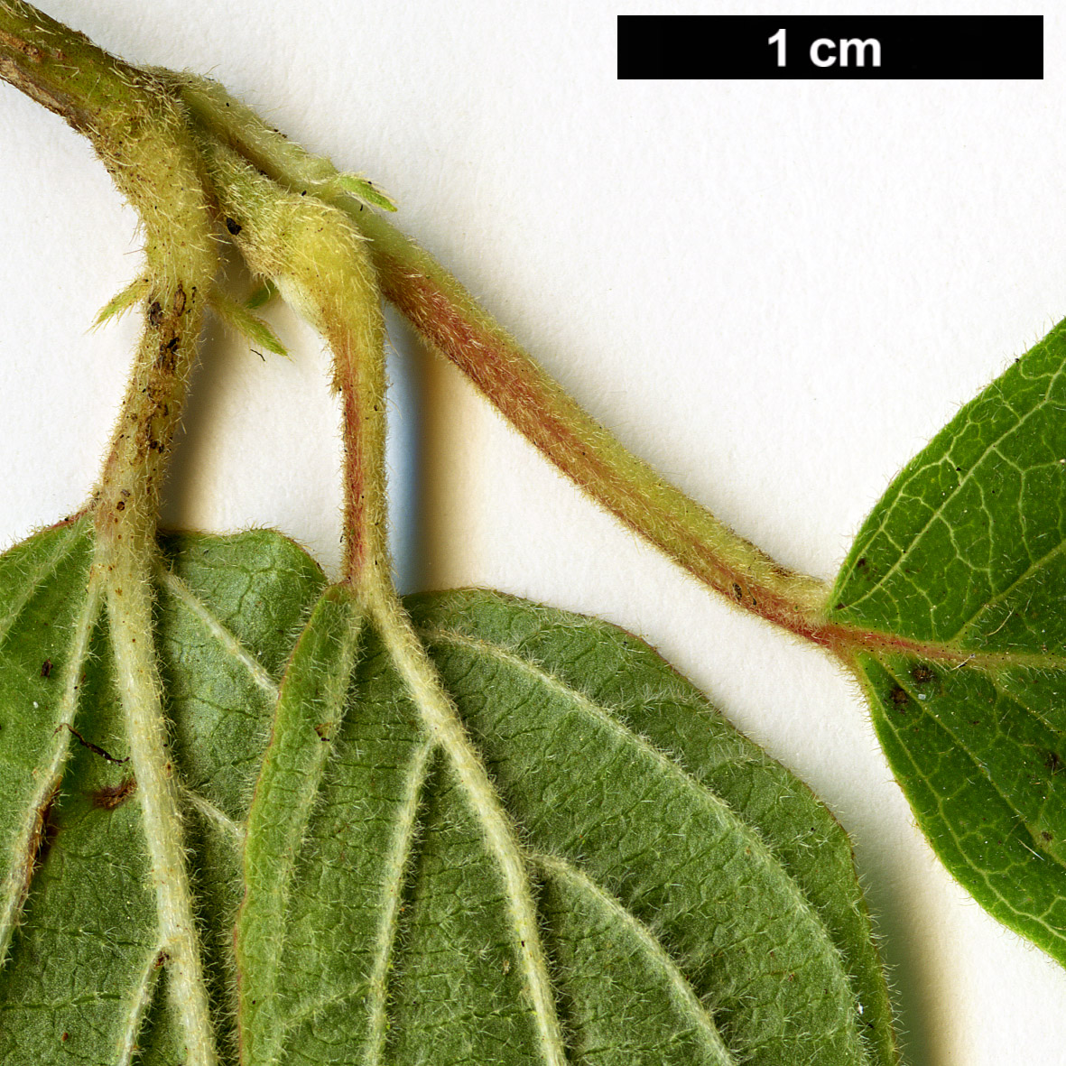 High resolution image: Family: Adoxaceae - Genus: Viburnum - Taxon: hupehense