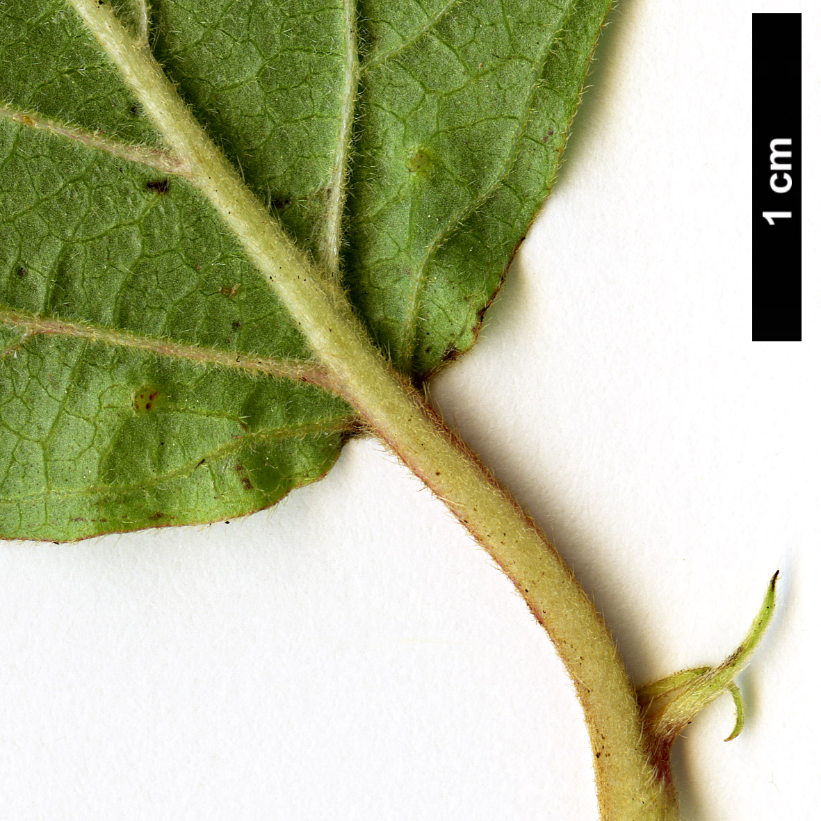 High resolution image: Family: Adoxaceae - Genus: Viburnum - Taxon: hupehense