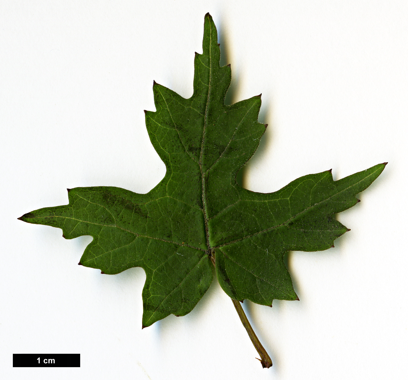 High resolution image: Family: Adoxaceae - Genus: Viburnum - Taxon: kansuense