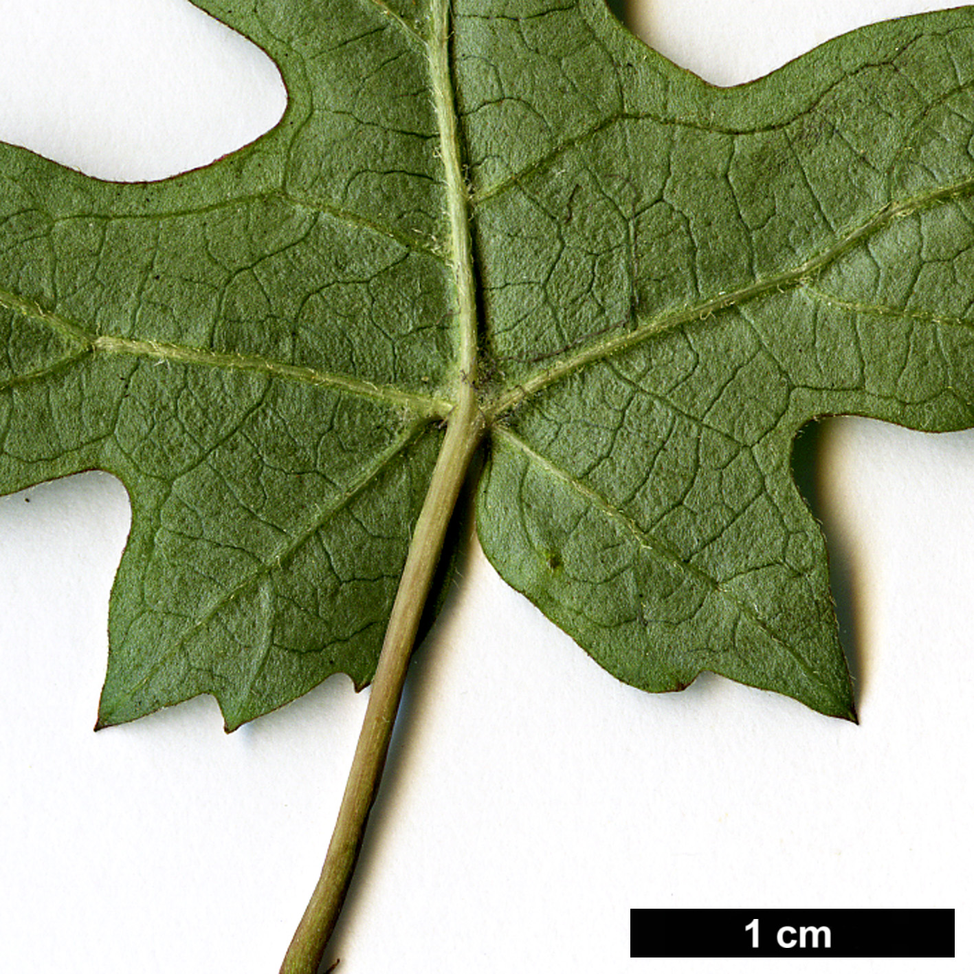 High resolution image: Family: Adoxaceae - Genus: Viburnum - Taxon: kansuense