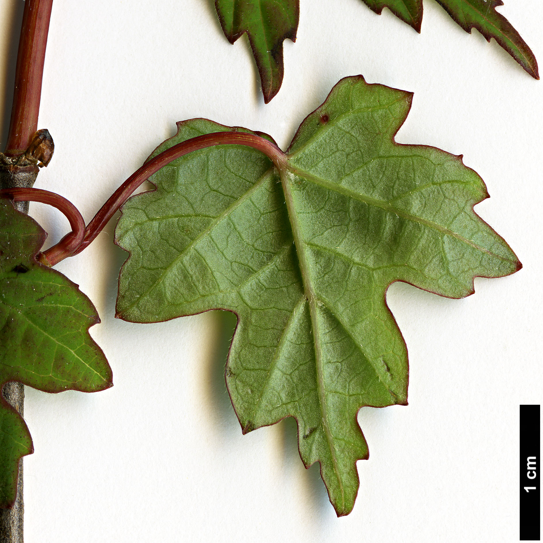 High resolution image: Family: Adoxaceae - Genus: Viburnum - Taxon: kansuense