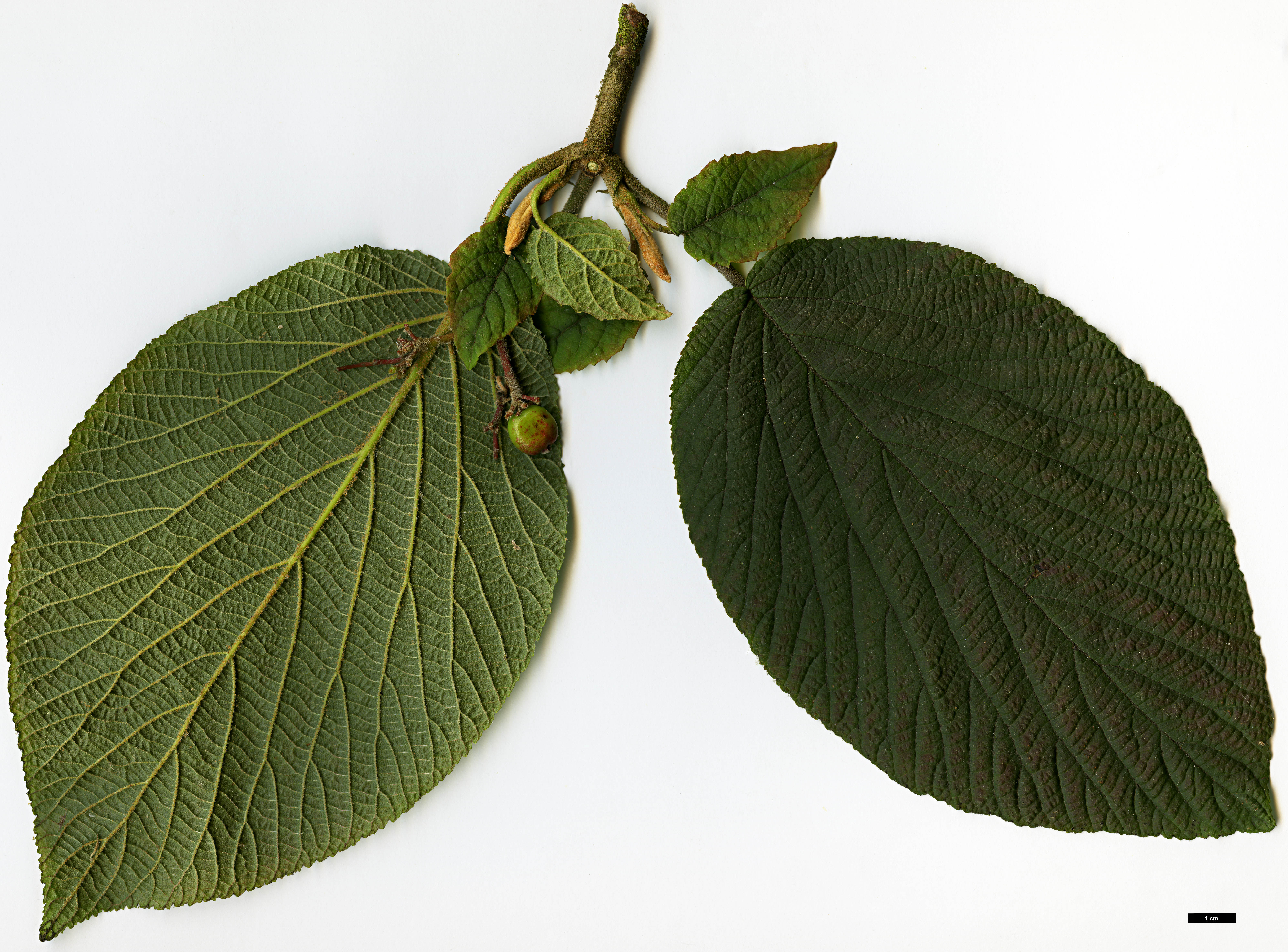 High resolution image: Family: Adoxaceae - Genus: Viburnum - Taxon: lantanoides