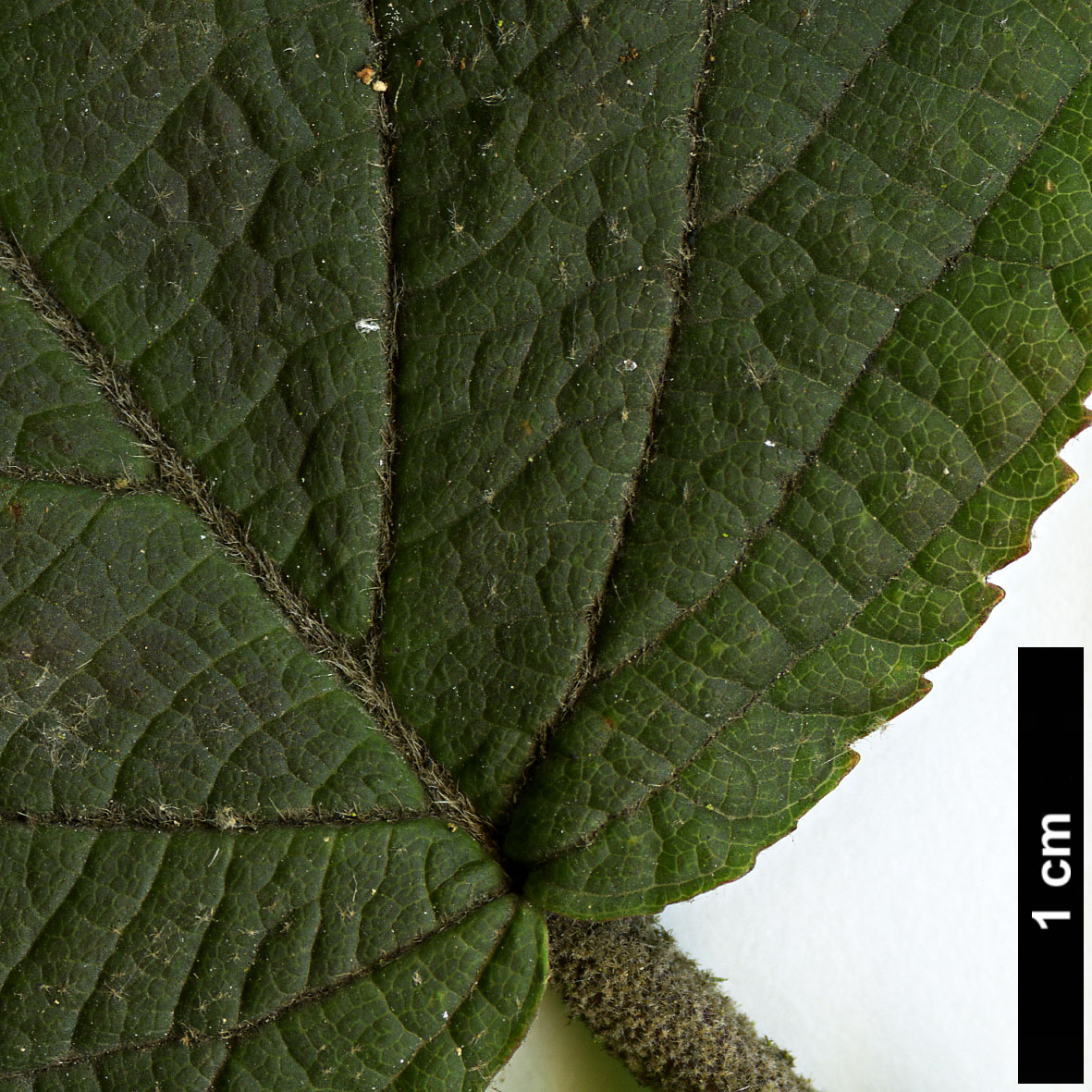 High resolution image: Family: Adoxaceae - Genus: Viburnum - Taxon: lantanoides