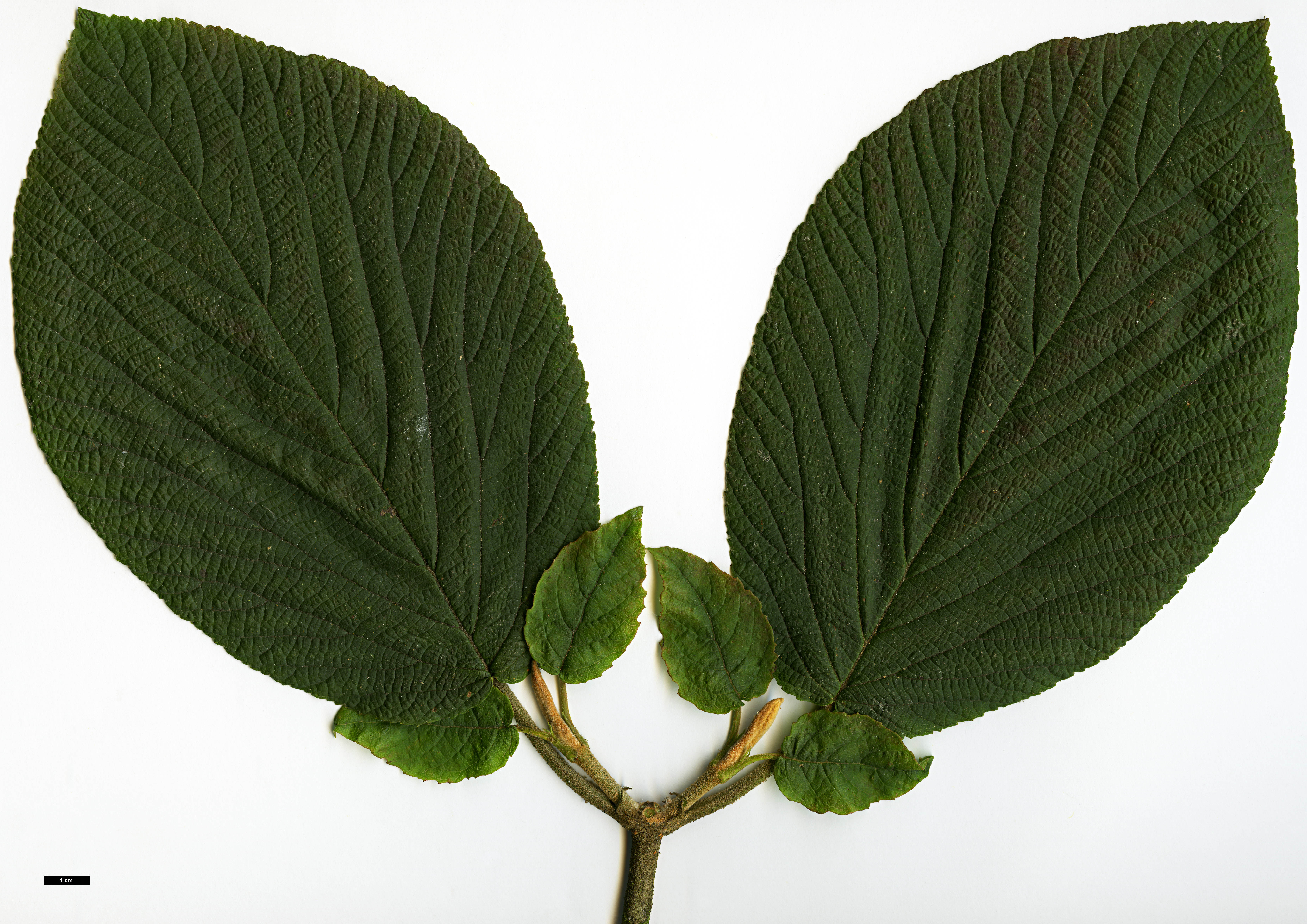 High resolution image: Family: Adoxaceae - Genus: Viburnum - Taxon: lantanoides