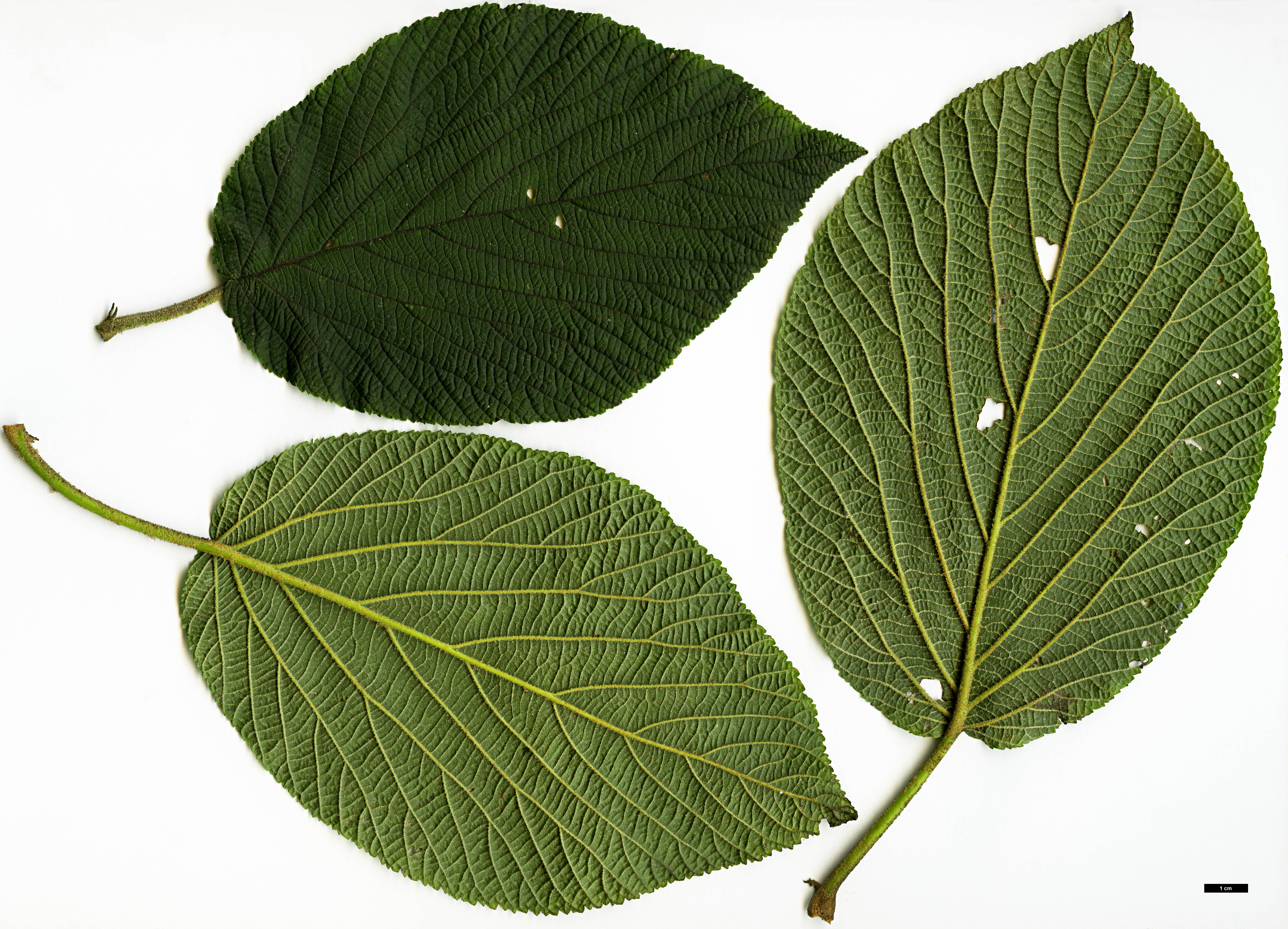 High resolution image: Family: Adoxaceae - Genus: Viburnum - Taxon: lantanoides