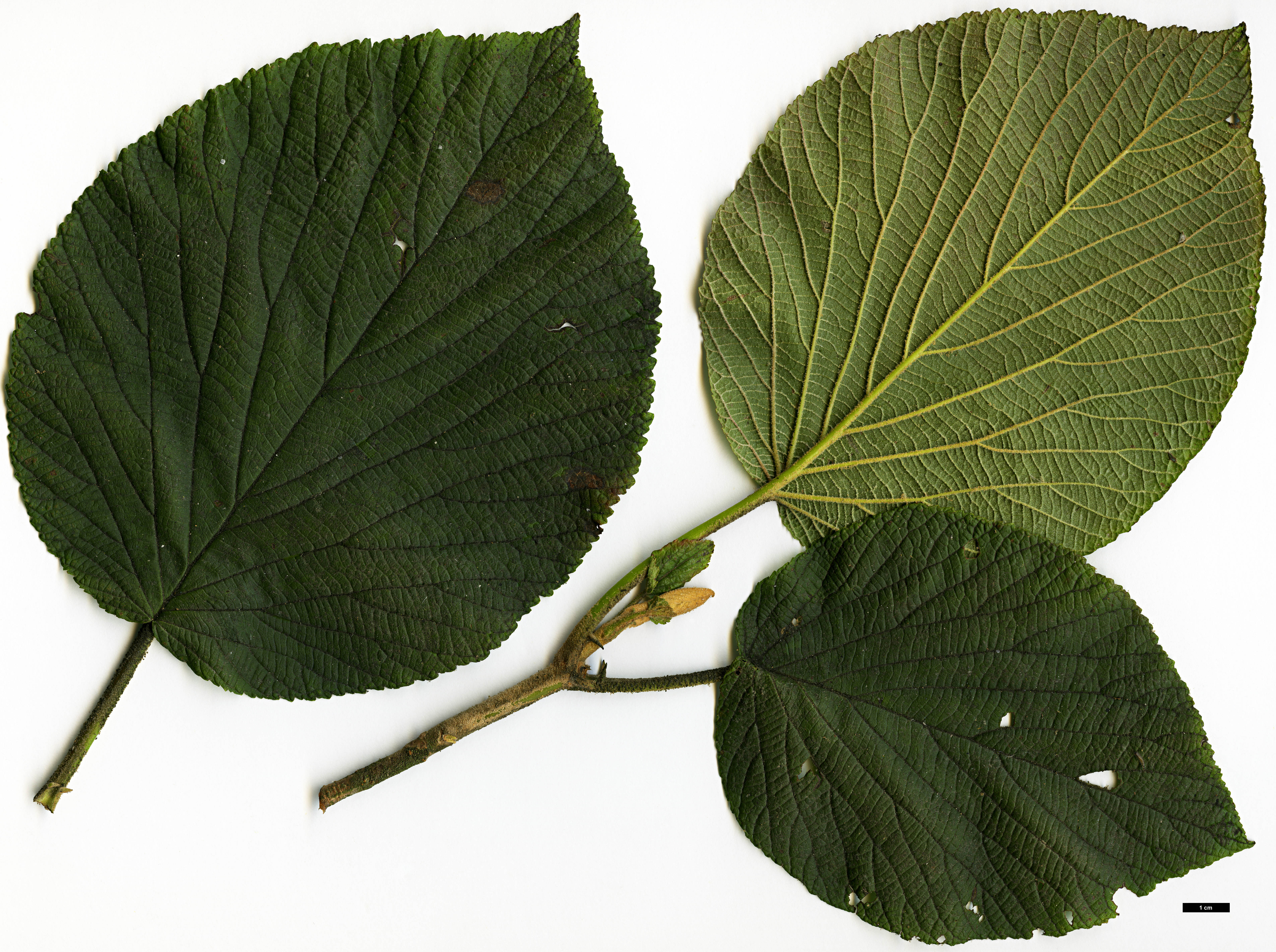 High resolution image: Family: Adoxaceae - Genus: Viburnum - Taxon: lantanoides