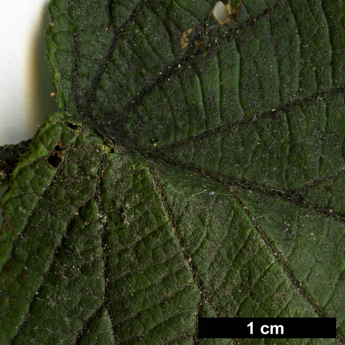 High resolution image: Family: Adoxaceae - Genus: Viburnum - Taxon: lantanoides