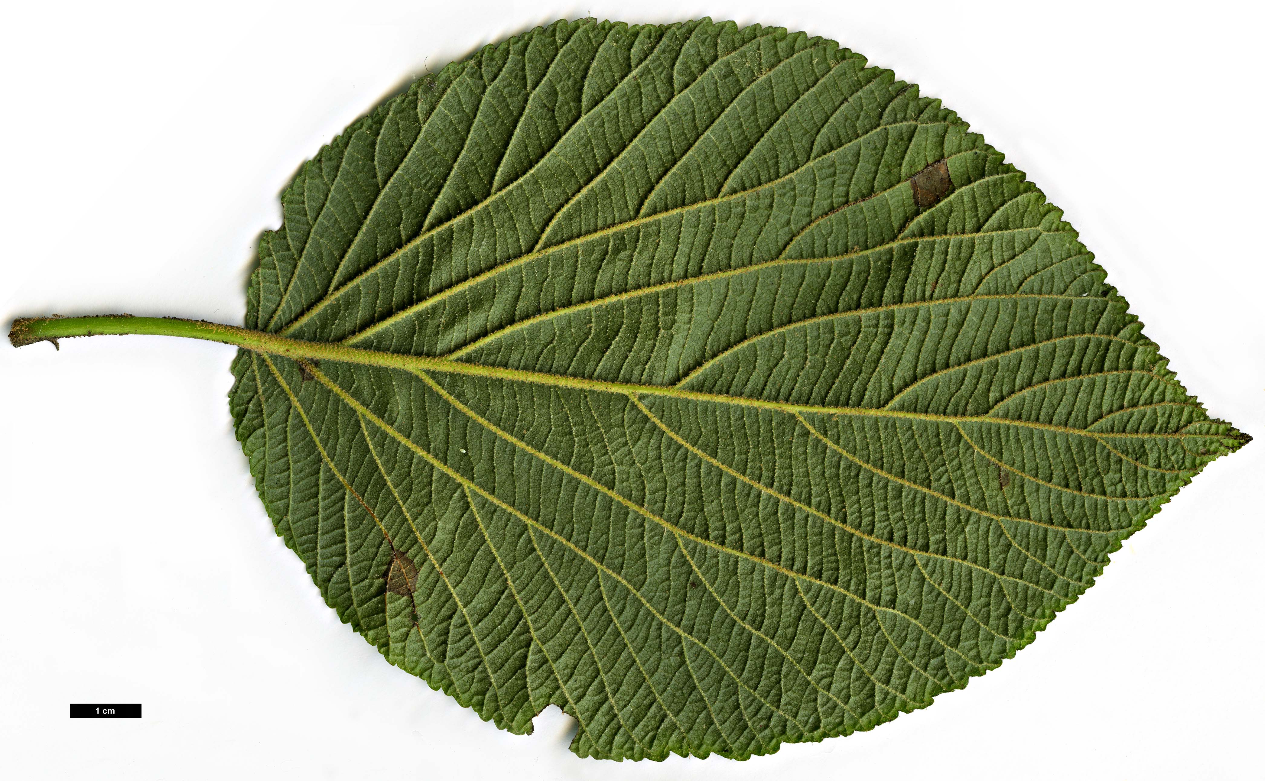 High resolution image: Family: Adoxaceae - Genus: Viburnum - Taxon: lantanoides