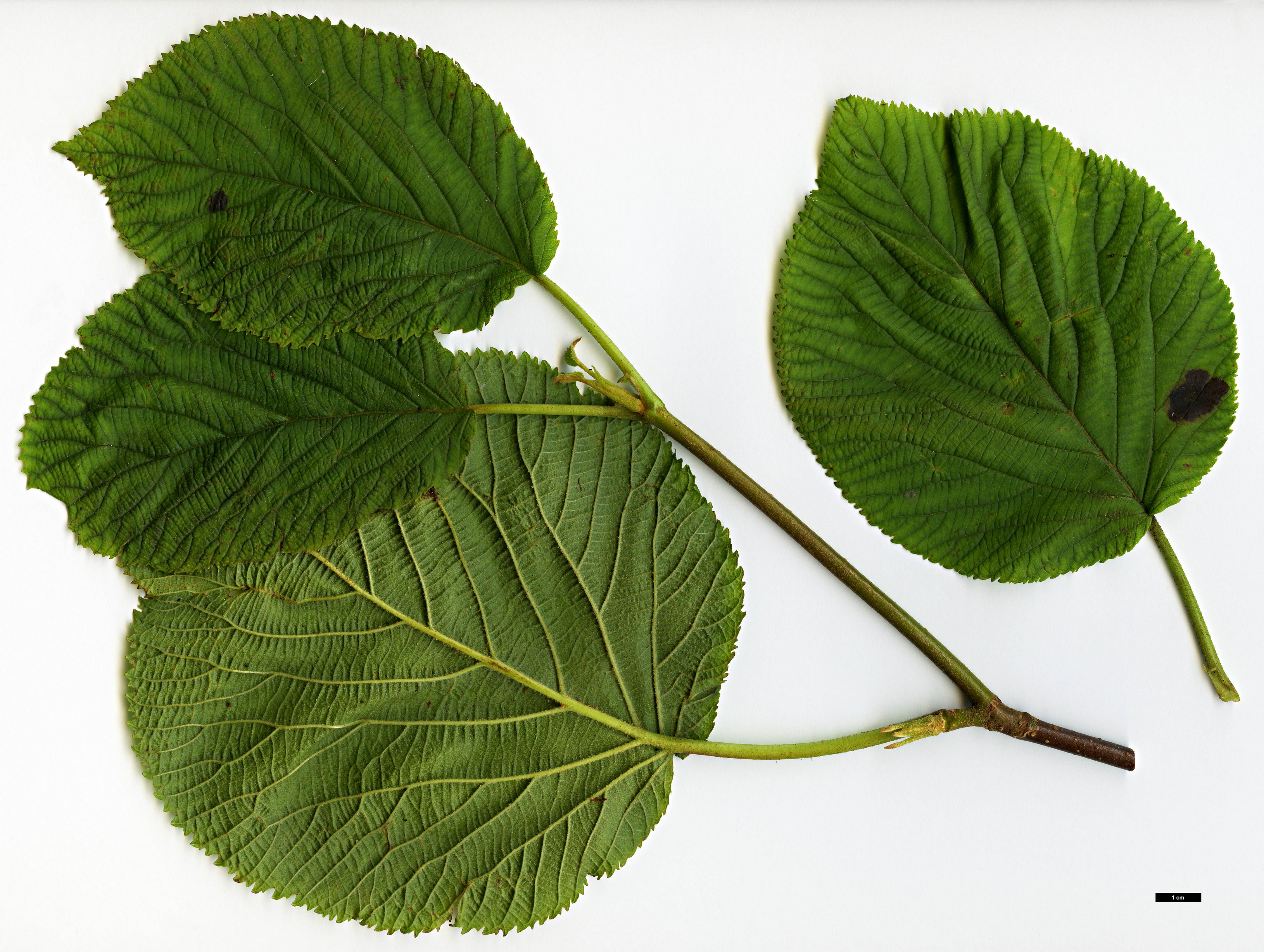 High resolution image: Family: Adoxaceae - Genus: Viburnum - Taxon: lantanoides