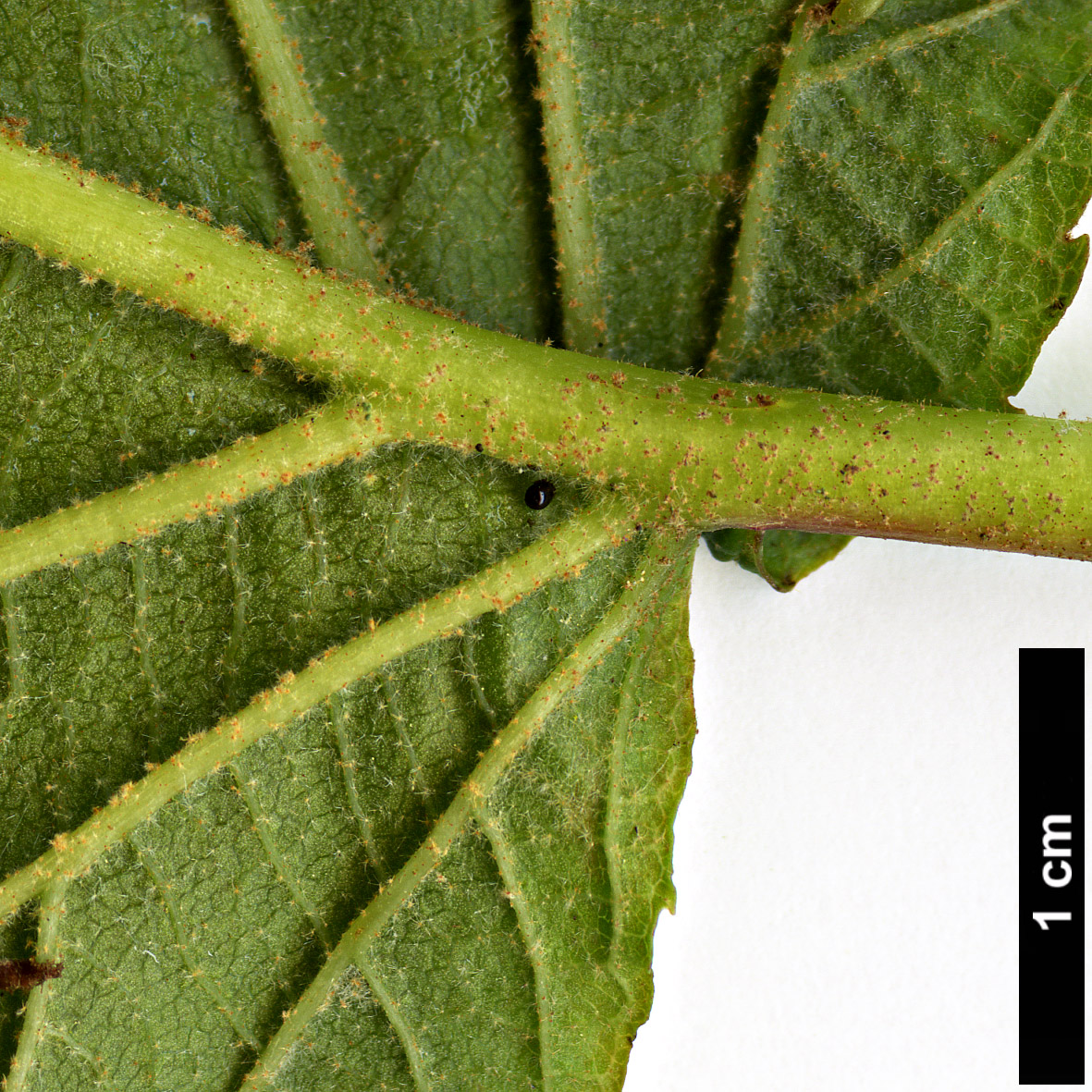 High resolution image: Family: Adoxaceae - Genus: Viburnum - Taxon: lantanoides