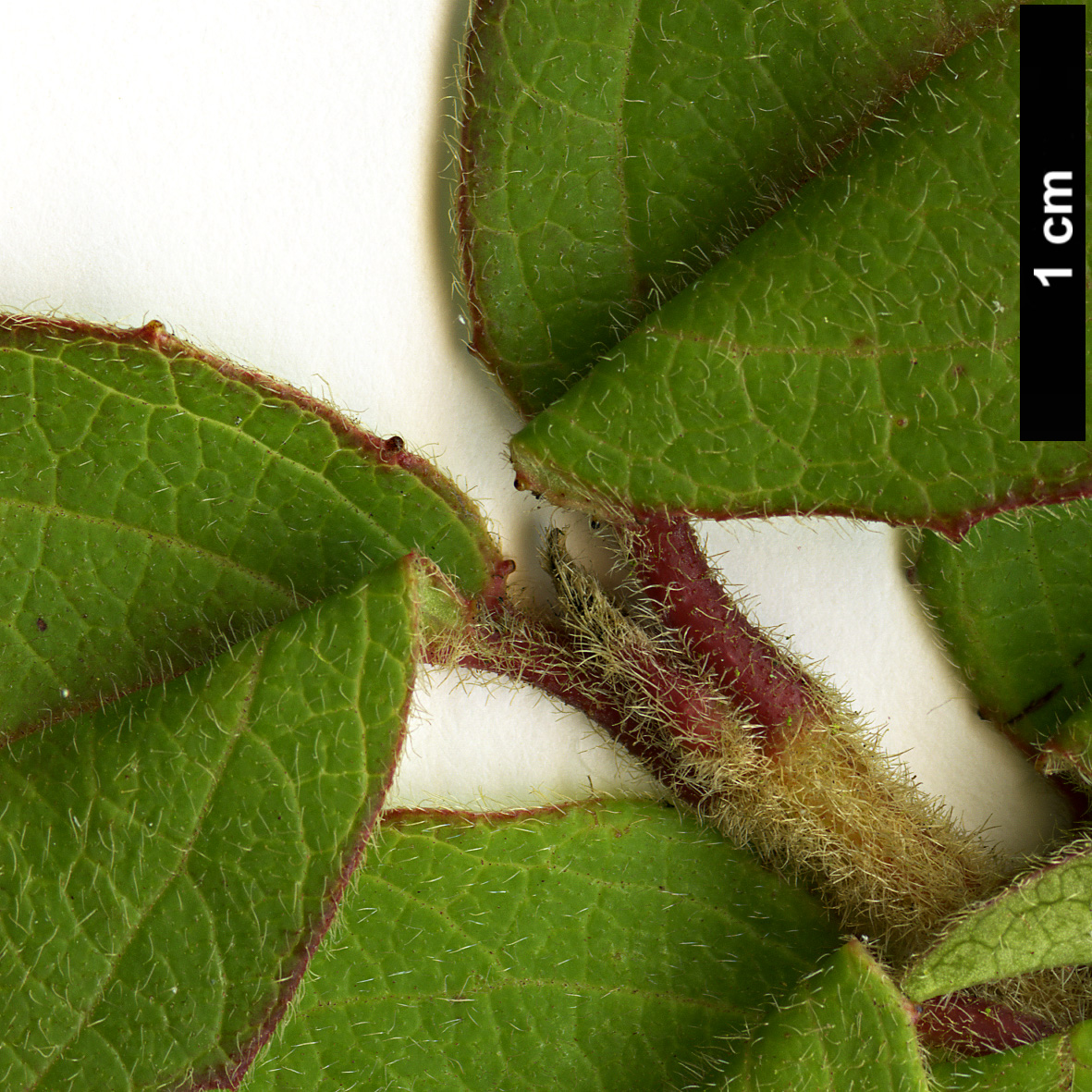 High resolution image: Family: Adoxaceae - Genus: Viburnum - Taxon: lautum