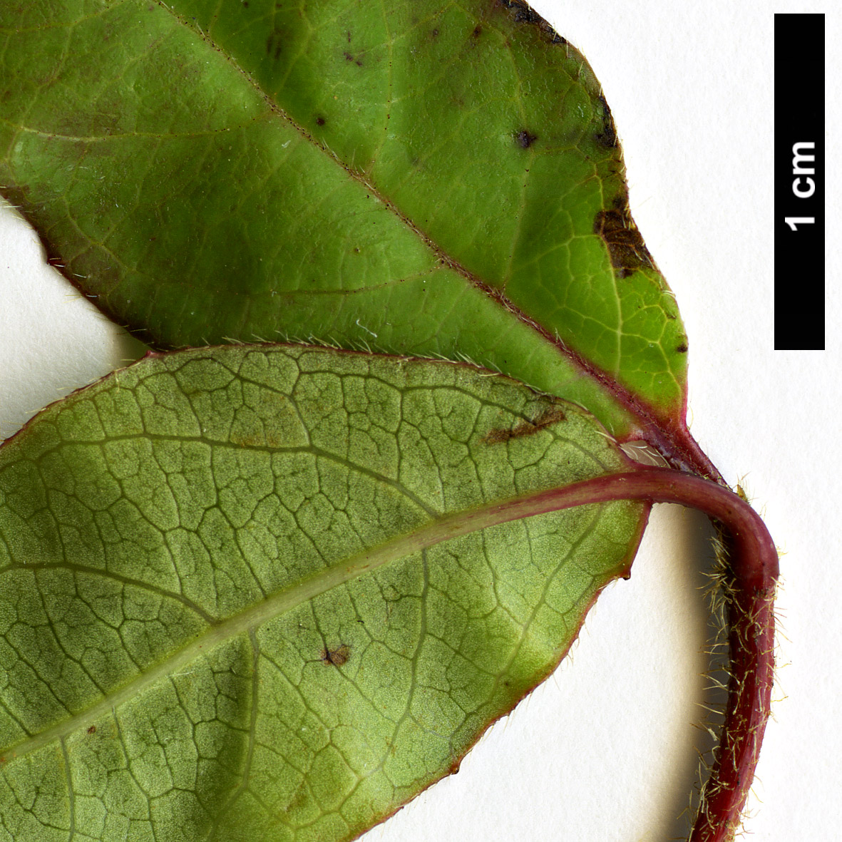 High resolution image: Family: Adoxaceae - Genus: Viburnum - Taxon: lautum