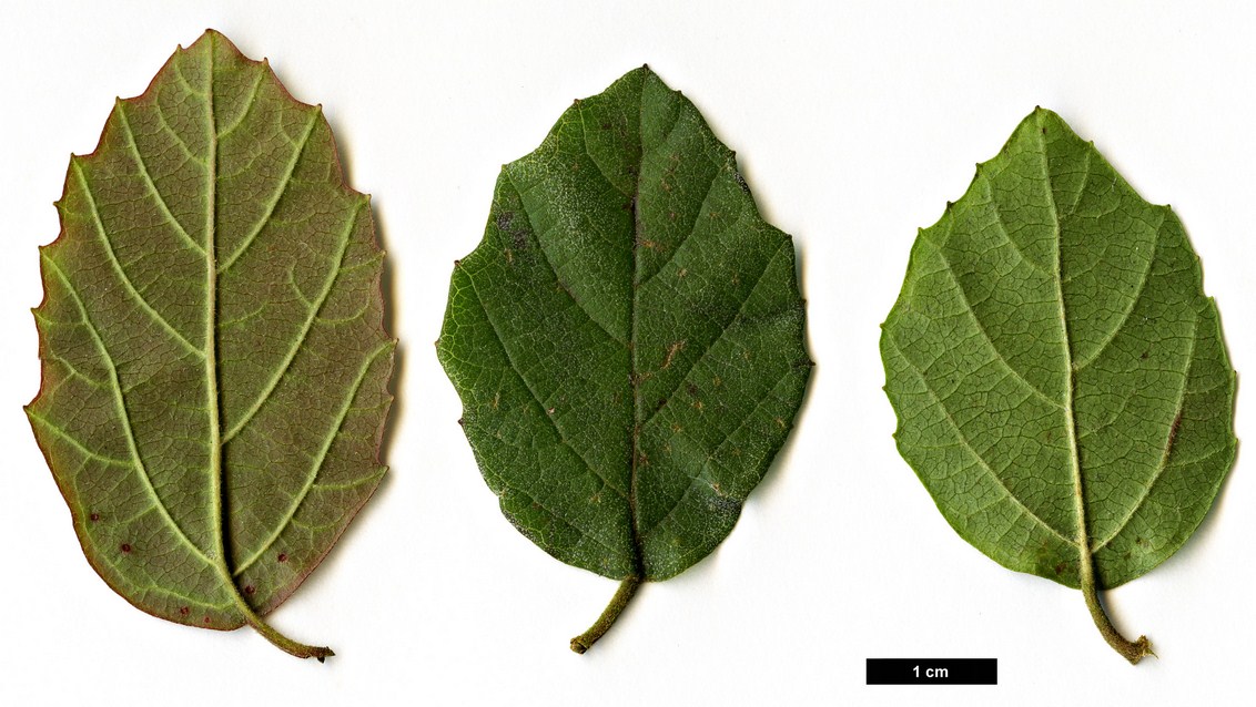 High resolution image: Family: Adoxaceae - Genus: Viburnum - Taxon: luzonicum