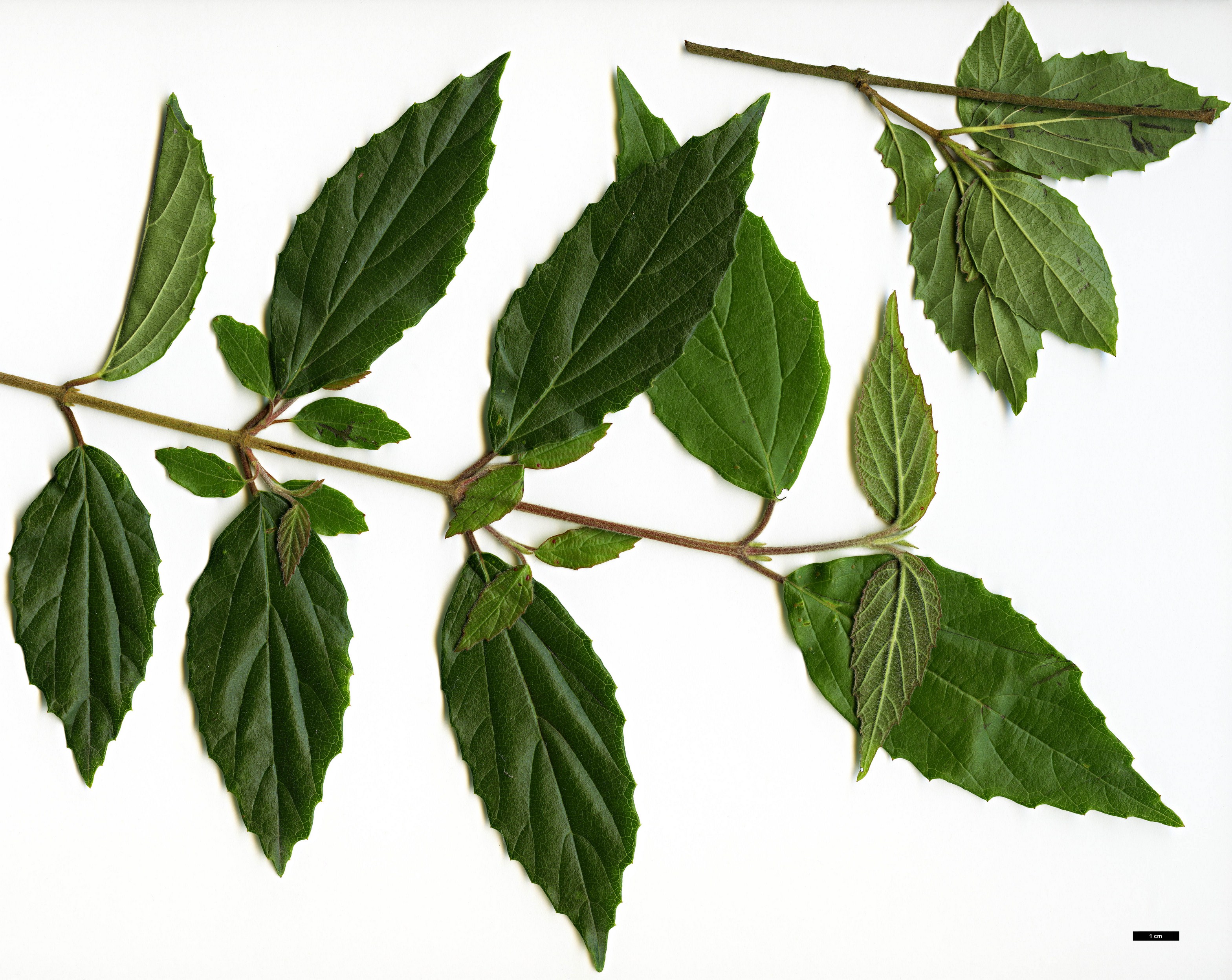 High resolution image: Family: Adoxaceae - Genus: Viburnum - Taxon: luzonicum