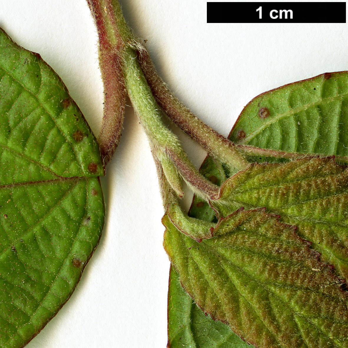 High resolution image: Family: Adoxaceae - Genus: Viburnum - Taxon: luzonicum