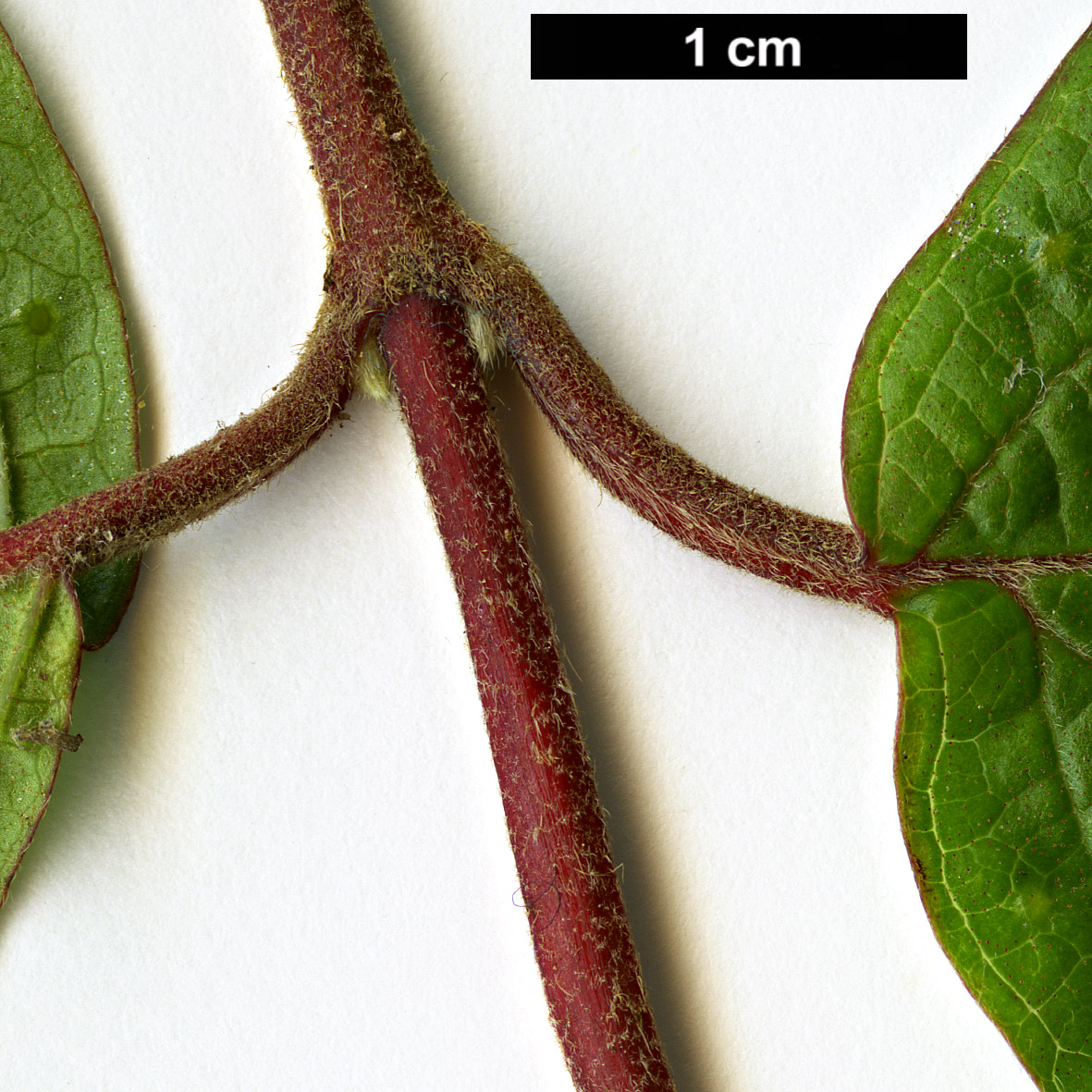 High resolution image: Family: Adoxaceae - Genus: Viburnum - Taxon: luzonicum