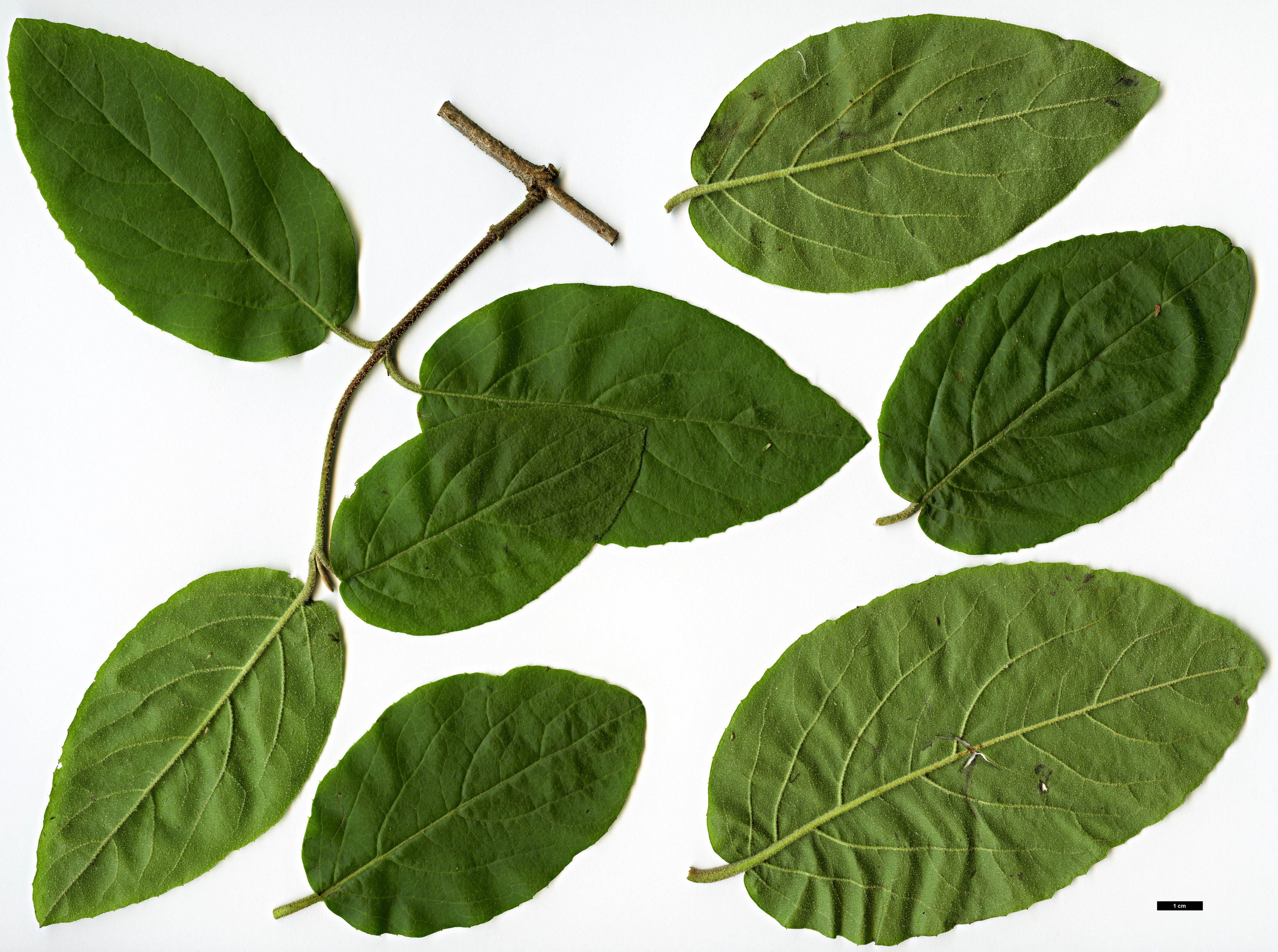 High resolution image: Family: Adoxaceae - Genus: Viburnum - Taxon: macrocephalum